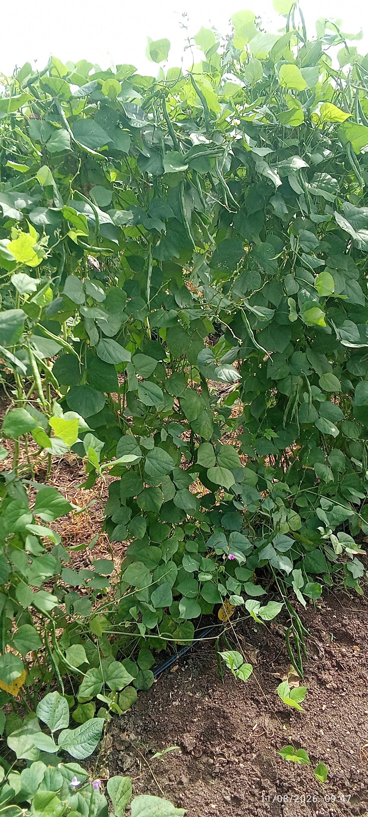 Broad Beans for sale in Chhatrapati Sambhajinagar, Maharashtra