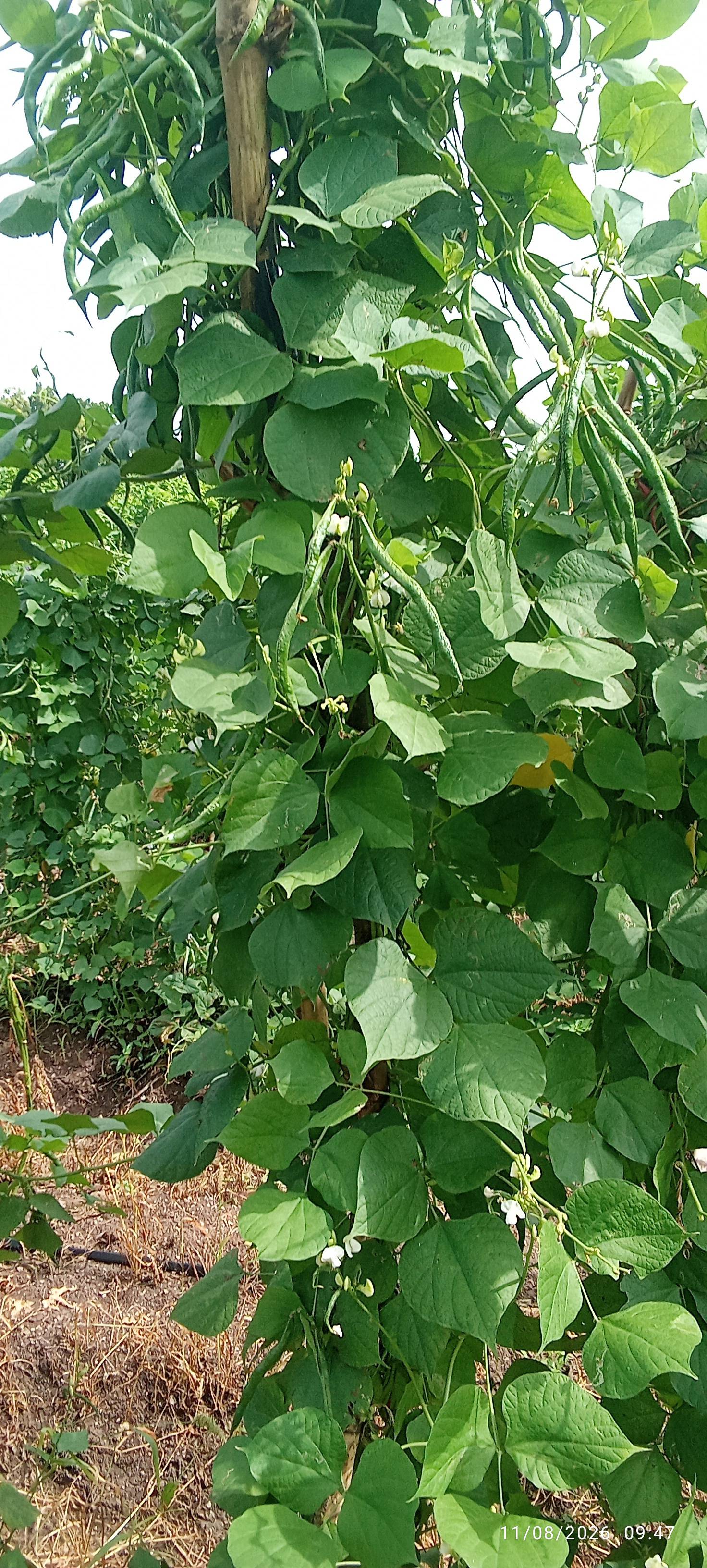 Broad Beans for sale in Chhatrapati Sambhajinagar, Maharashtra