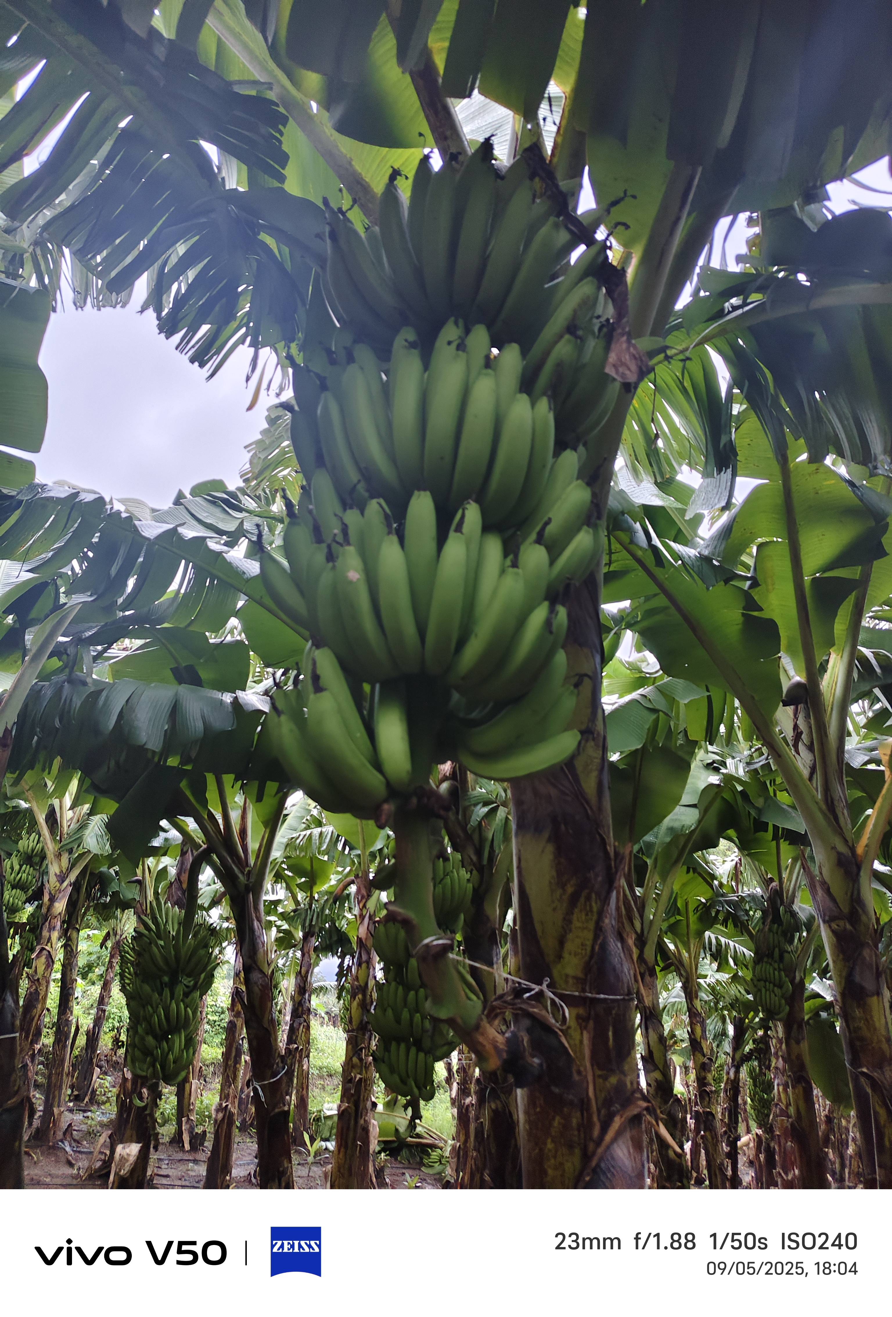 Grand Naine (G9) Banana बिक्री के लिए, पूर्वी निमाड़, मध्य प्रदेश