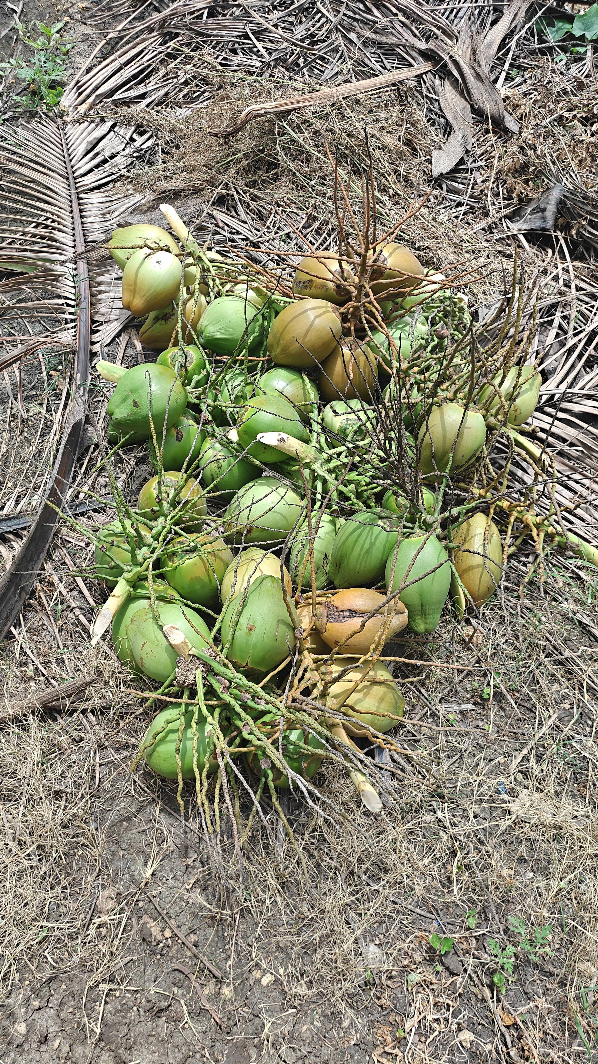 Green Tender Coconut for sale in Junagadh, Gujarat