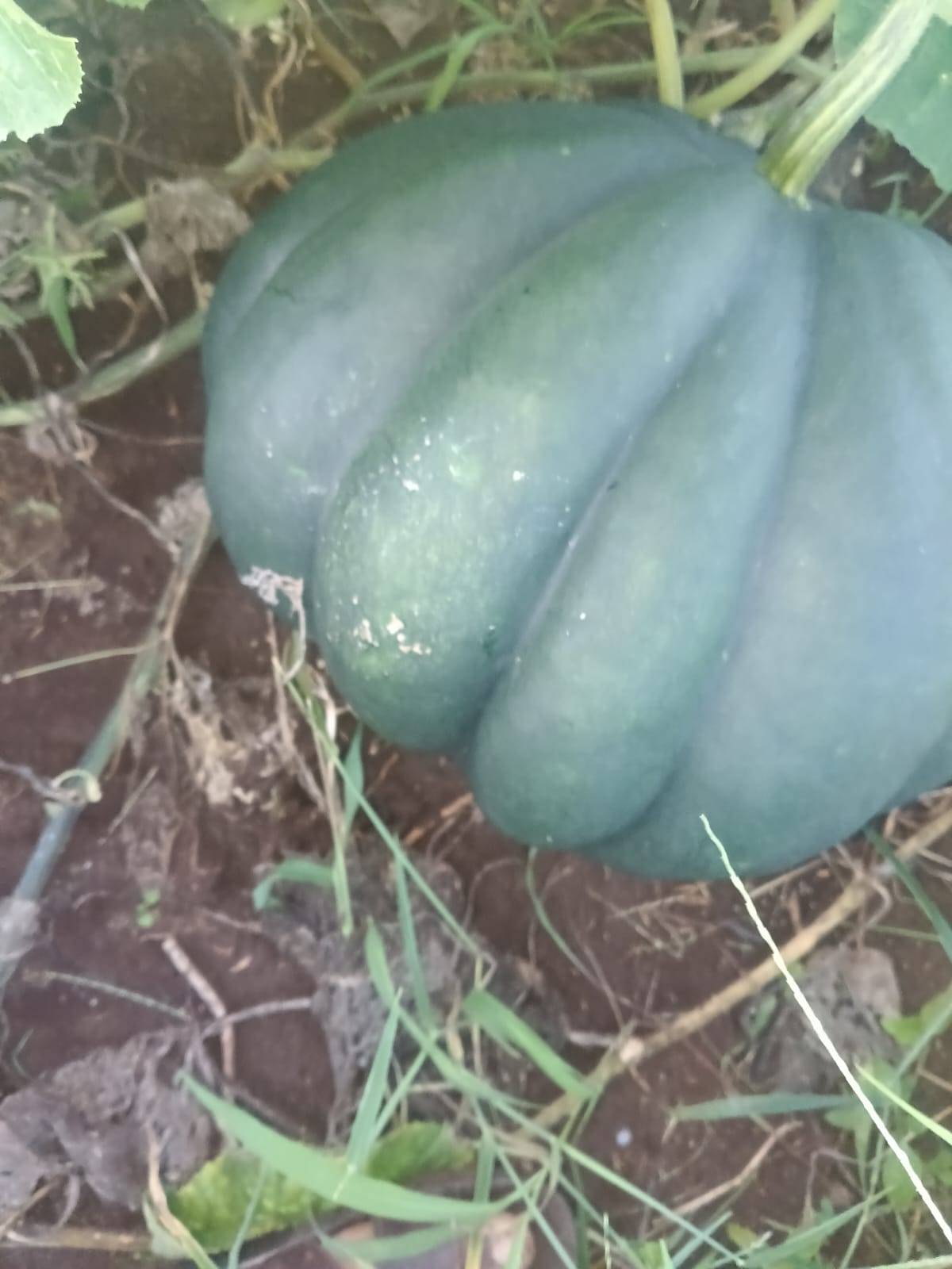 Pusa Vishwas बिक्री के लिए, जलगांव, महाराष्ट्र