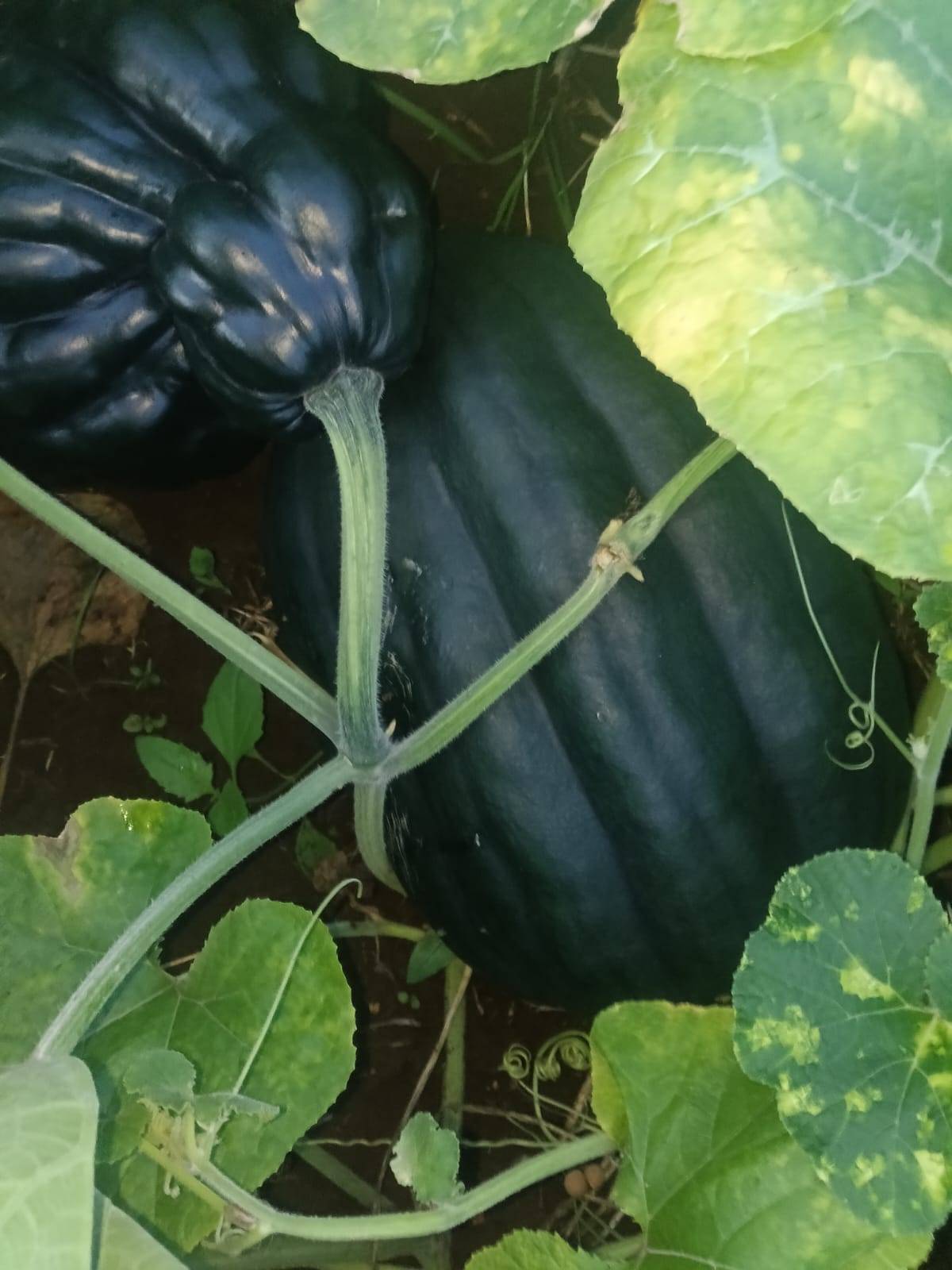 Pusa Vishwas बिक्री के लिए, जलगांव, महाराष्ट्र
