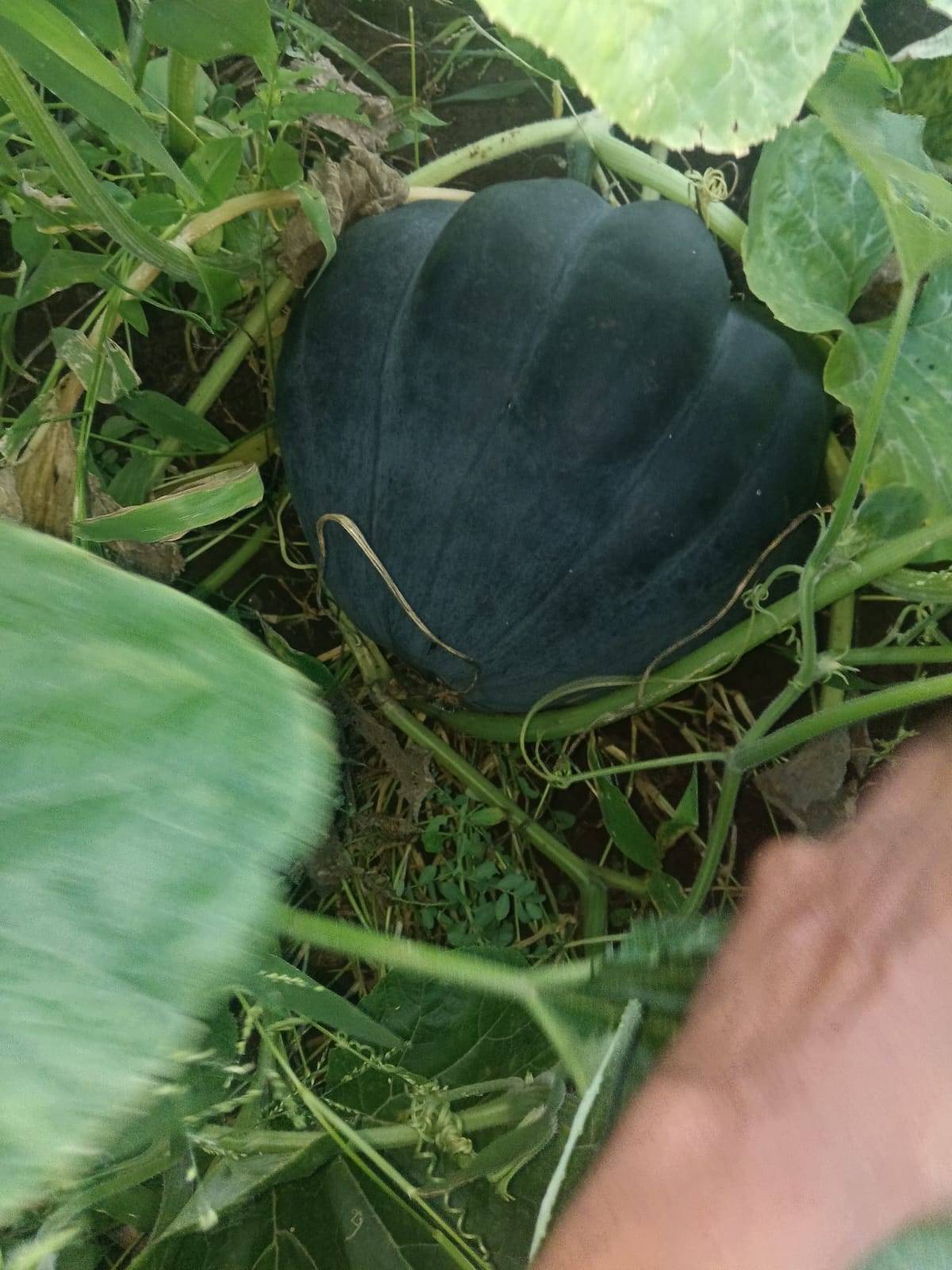 Pusa Vishwas बिक्री के लिए, जलगांव, महाराष्ट्र