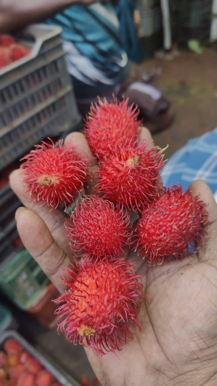 रामबुतान Rambutan