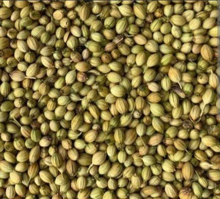 Green Coriander for sale in Jamnagar, Gujarat