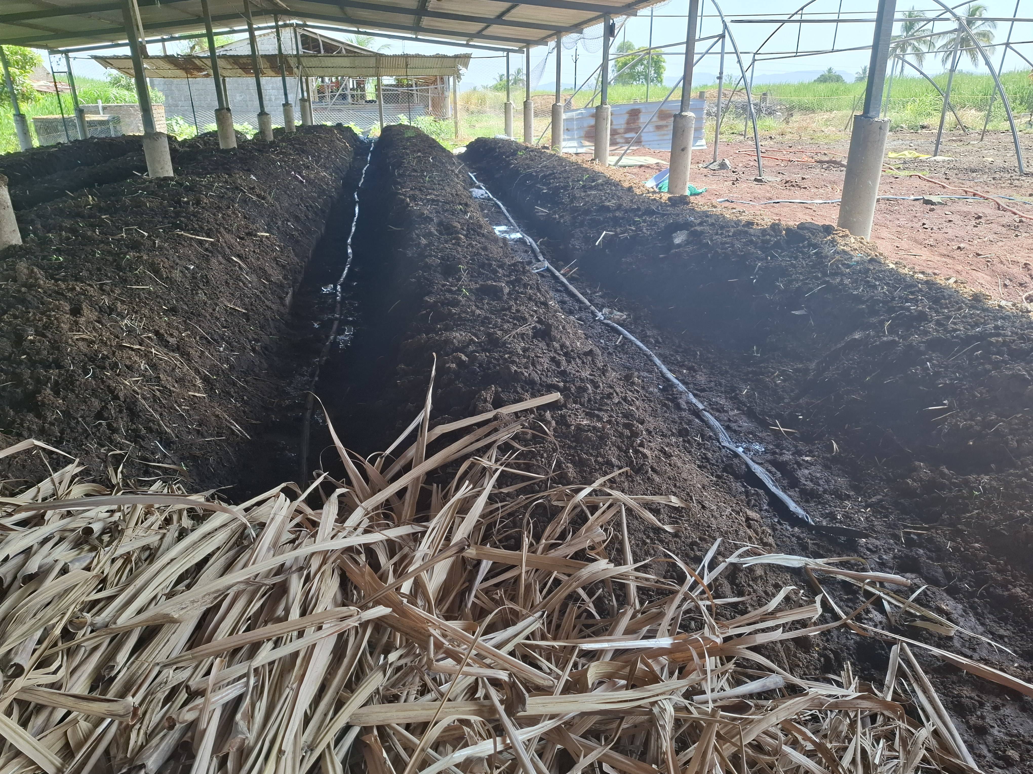 Compost Vermicompost