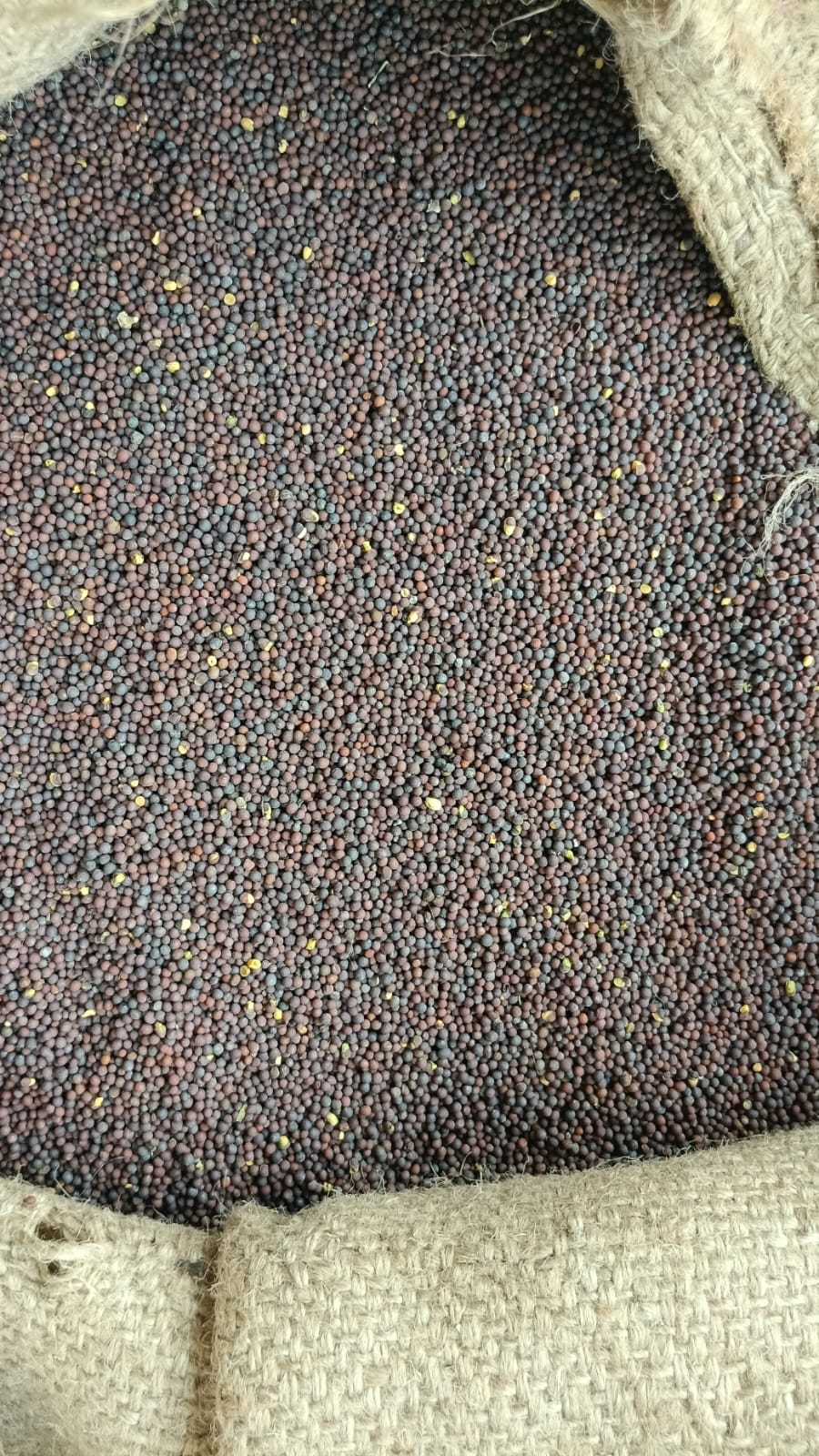 Brown Mustard विक्रीसाठी, बनासकांठा, गुजरात