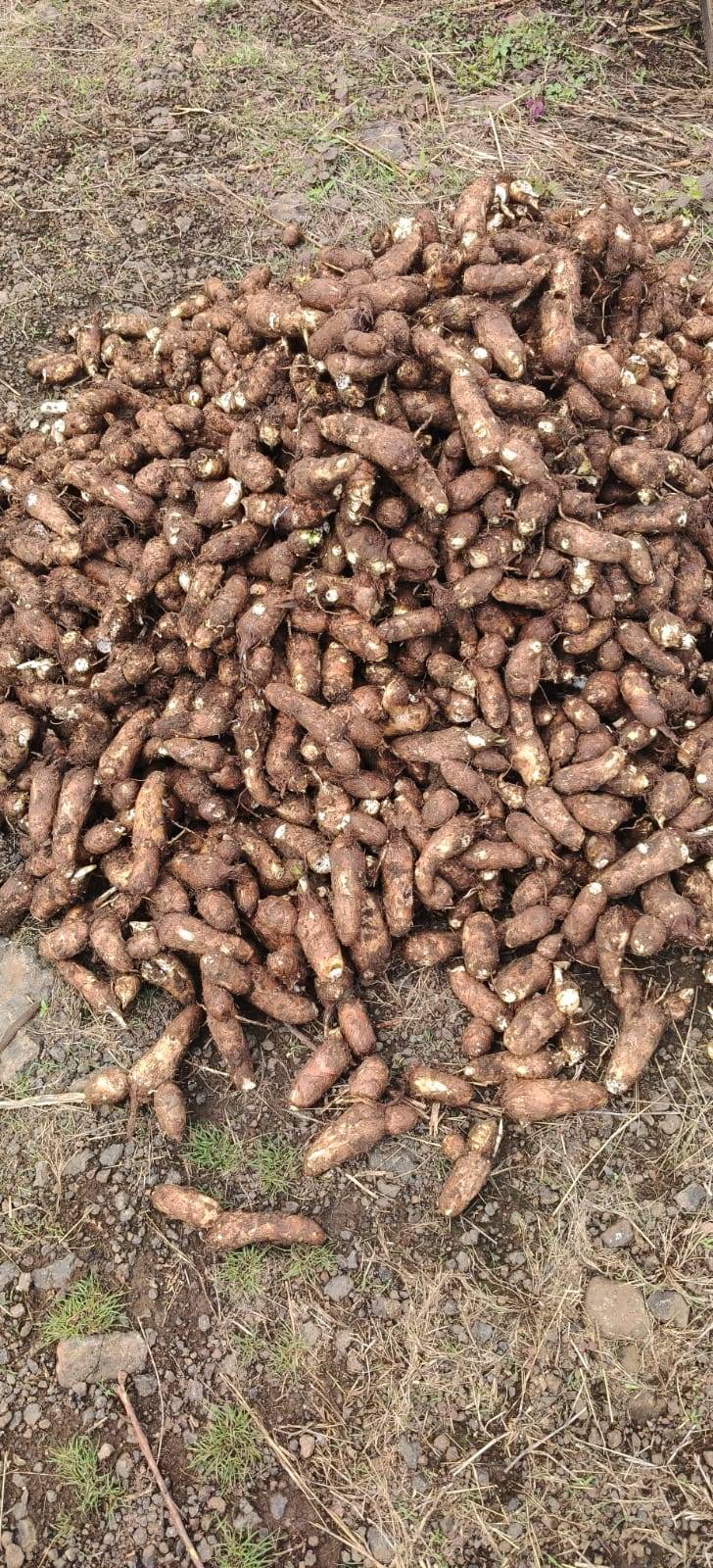 अळूची पानं विक्रीसाठी, पूर्व निमाड, मध्य प्रदेश