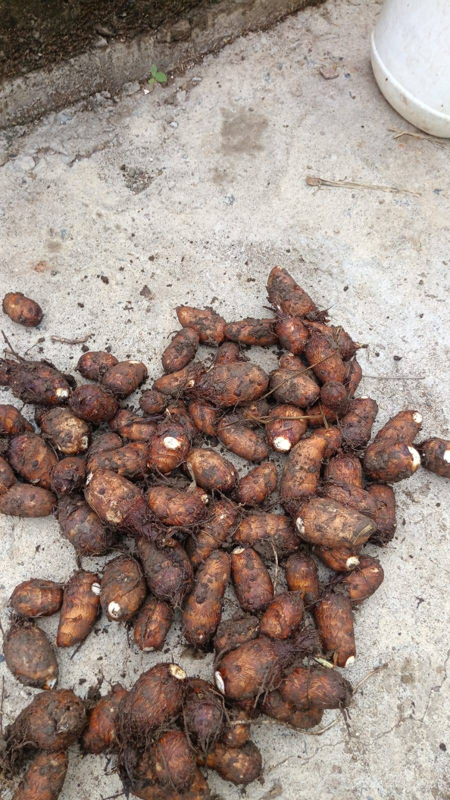अळूची पानं विक्रीसाठी, पूर्व निमाड, मध्य प्रदेश
