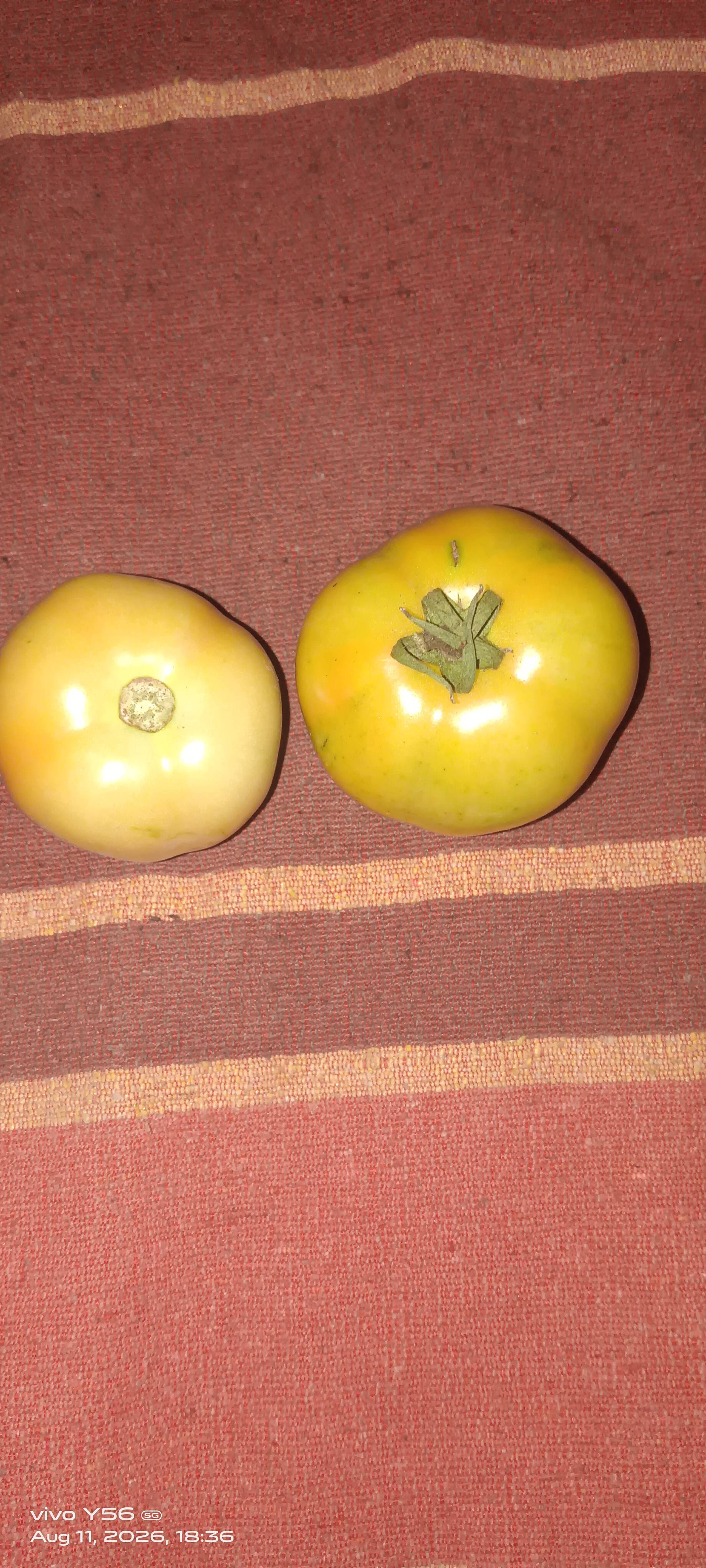 Saaho Tomato for sale in Jalna, Maharashtra