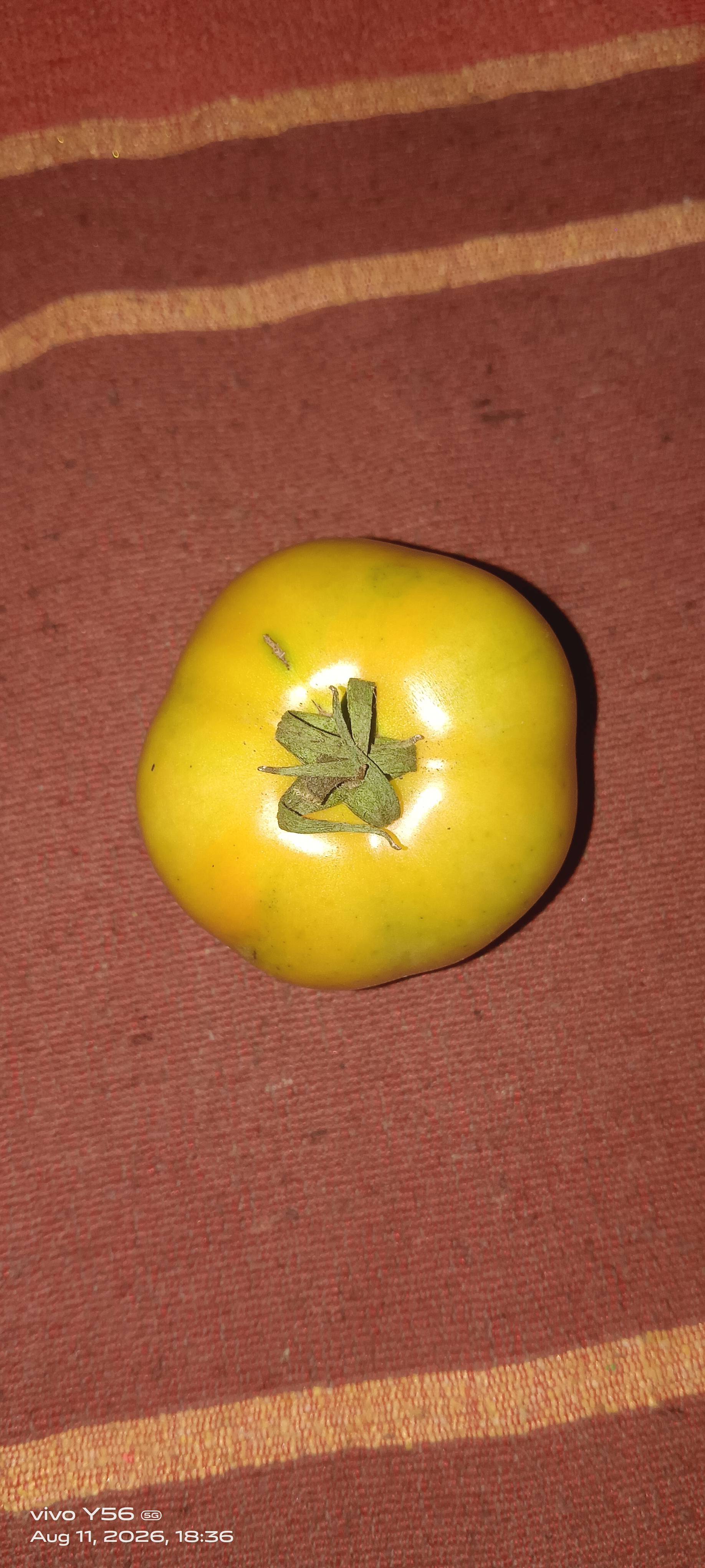Saaho Tomato for sale in Jalna, Maharashtra