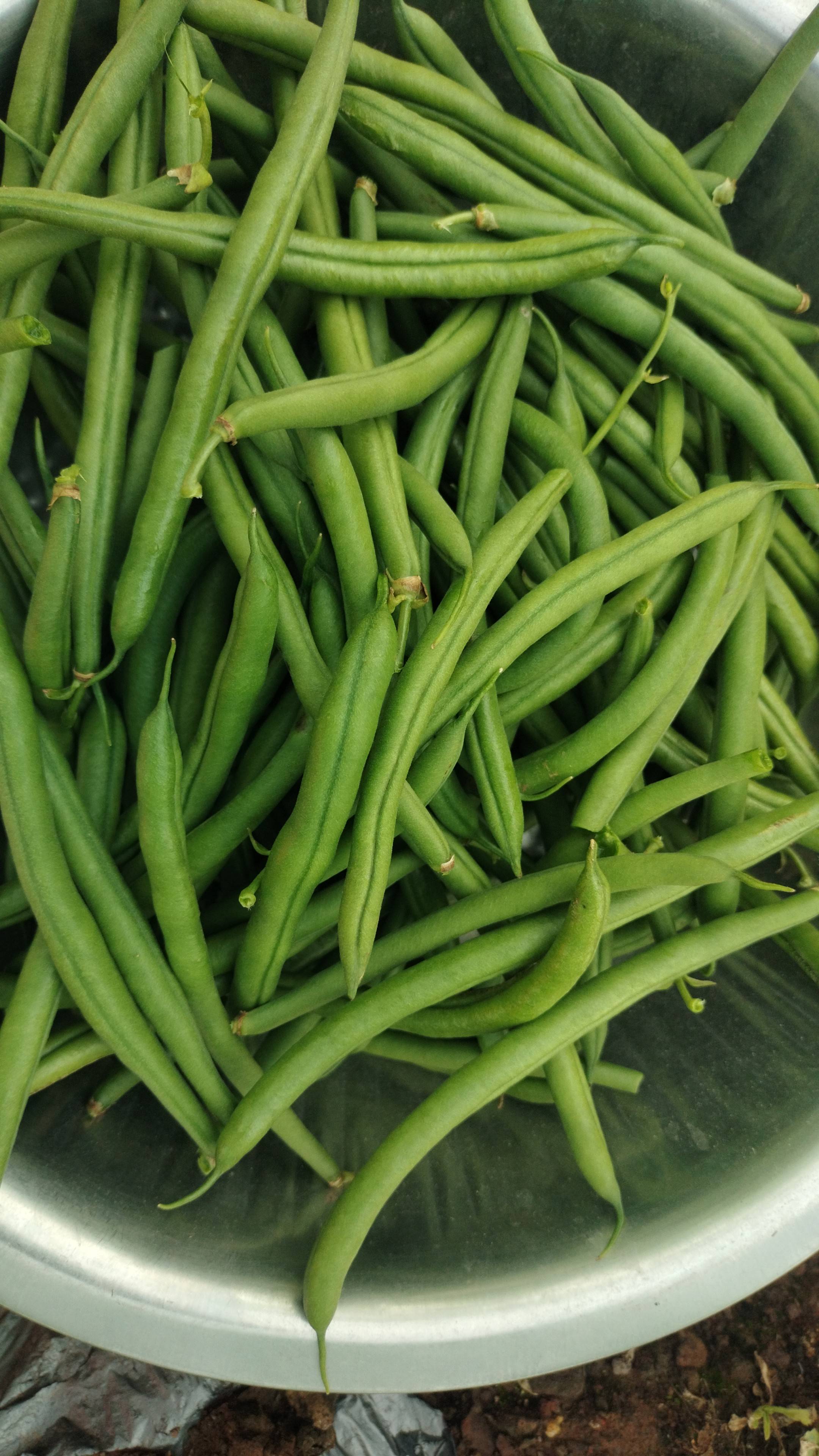 French Beans विक्रीसाठी, सातारा, महाराष्ट्र