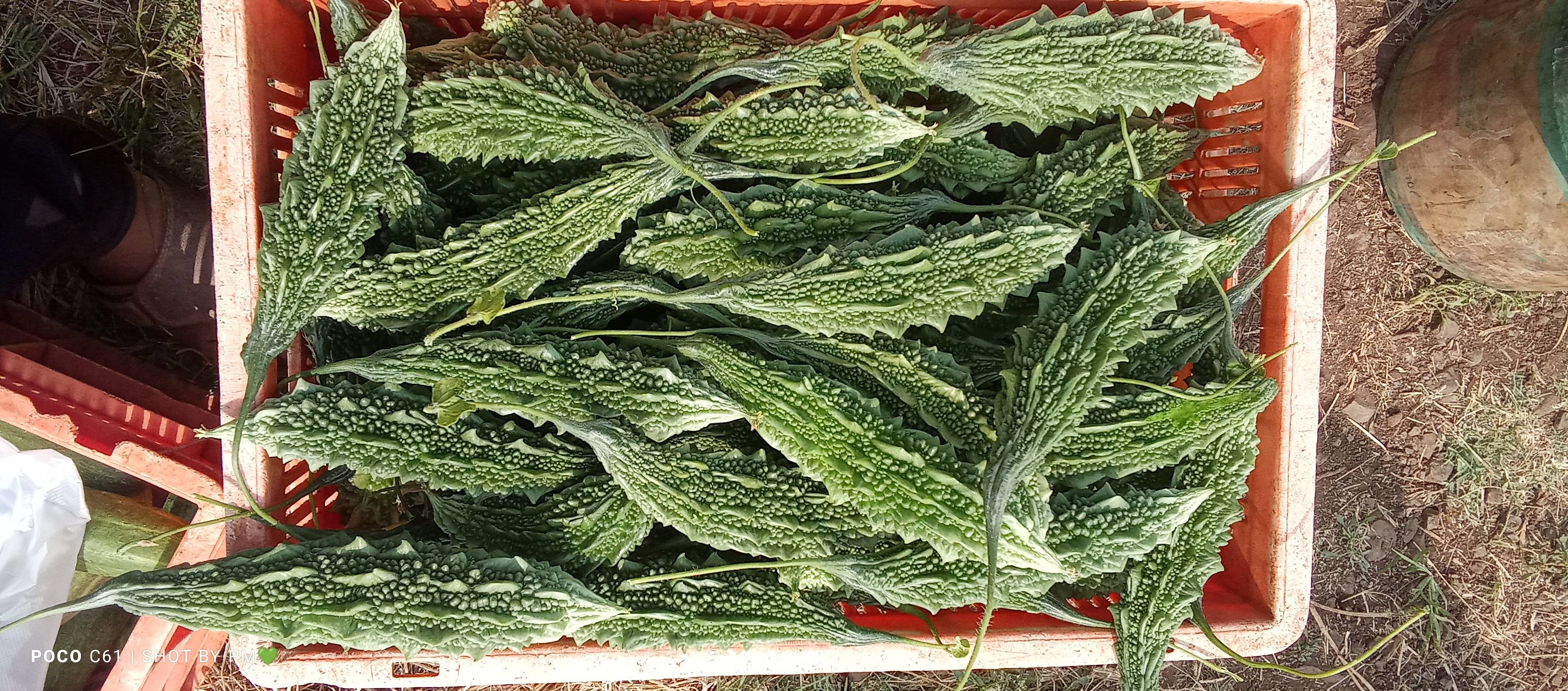 Green Bitter Gourd for sale in Sangli, Maharashtra