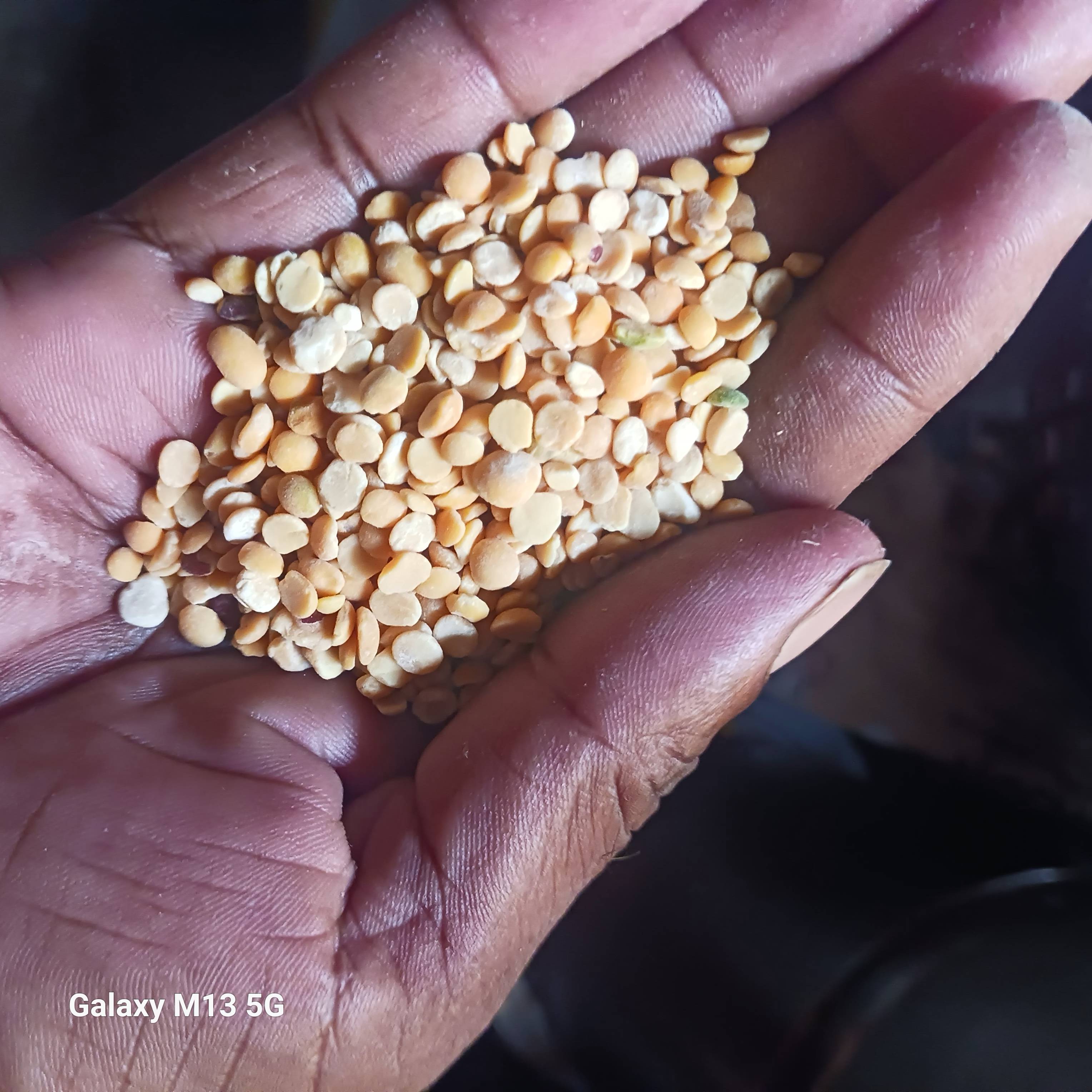 Split Pigeon Pea for sale in Chandrapur, Maharashtra