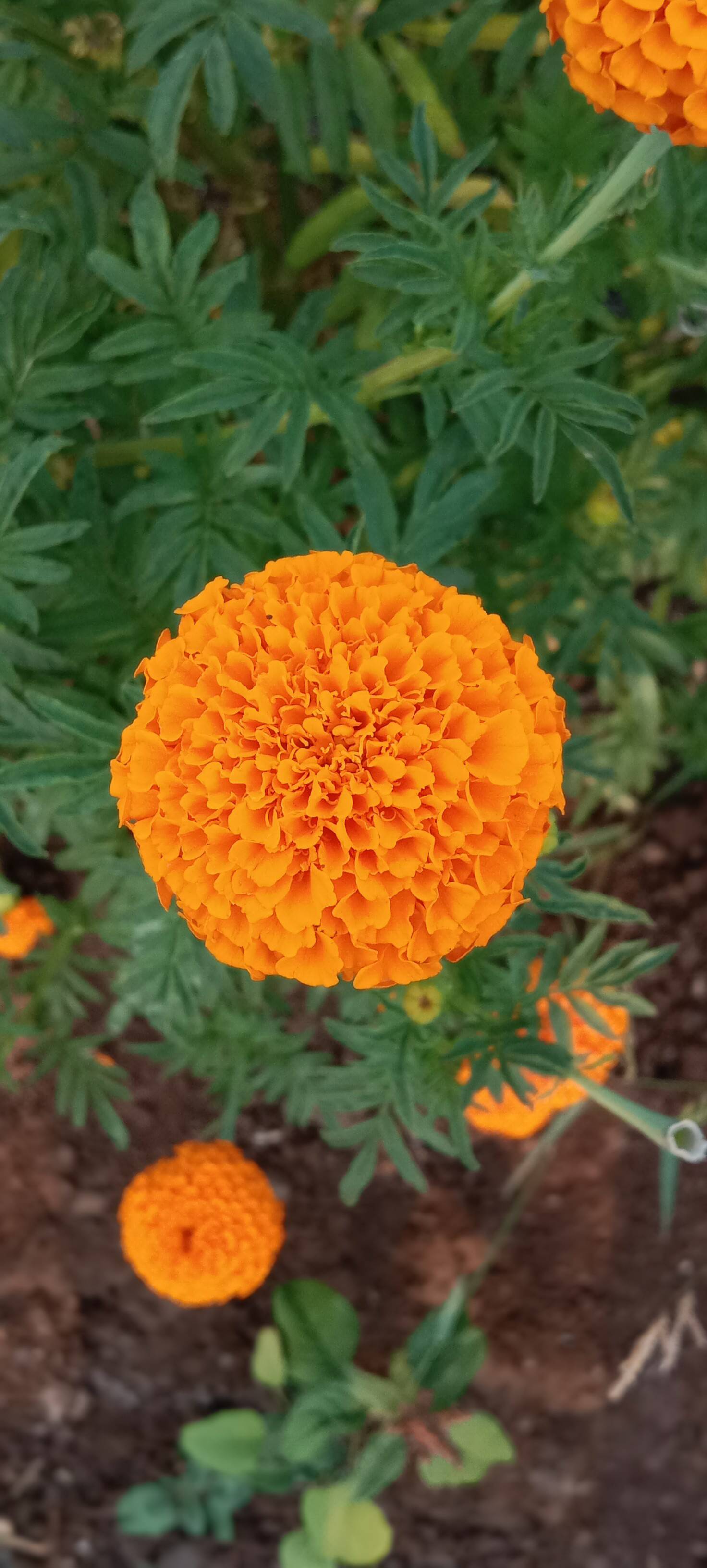 Marigold African Marigold