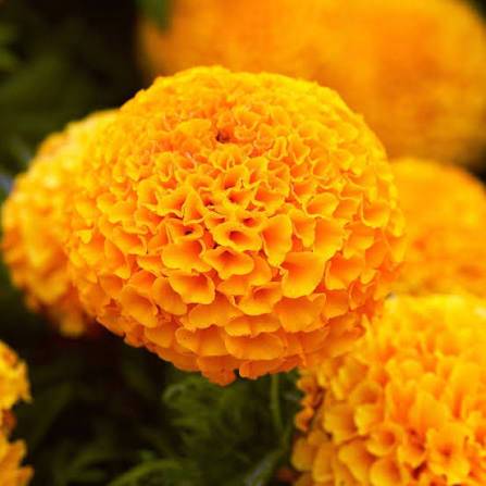 African Marigold for sale in Nashik, Maharashtra