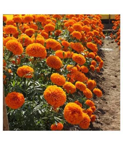 Marigold African Marigold