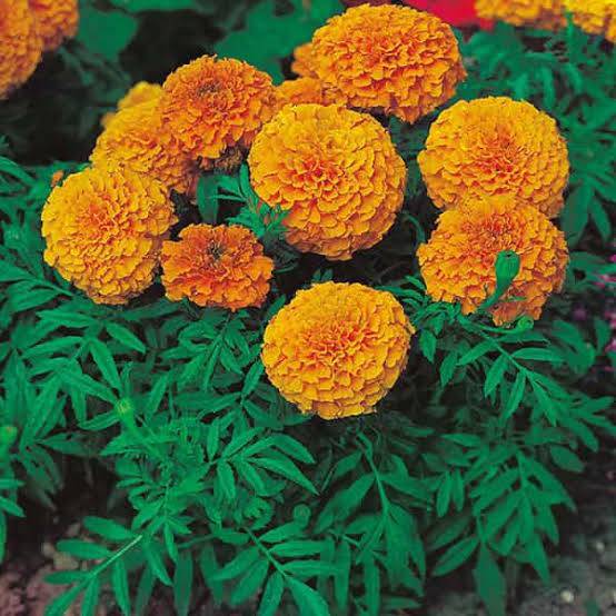 African Marigold for sale in Nashik, Maharashtra