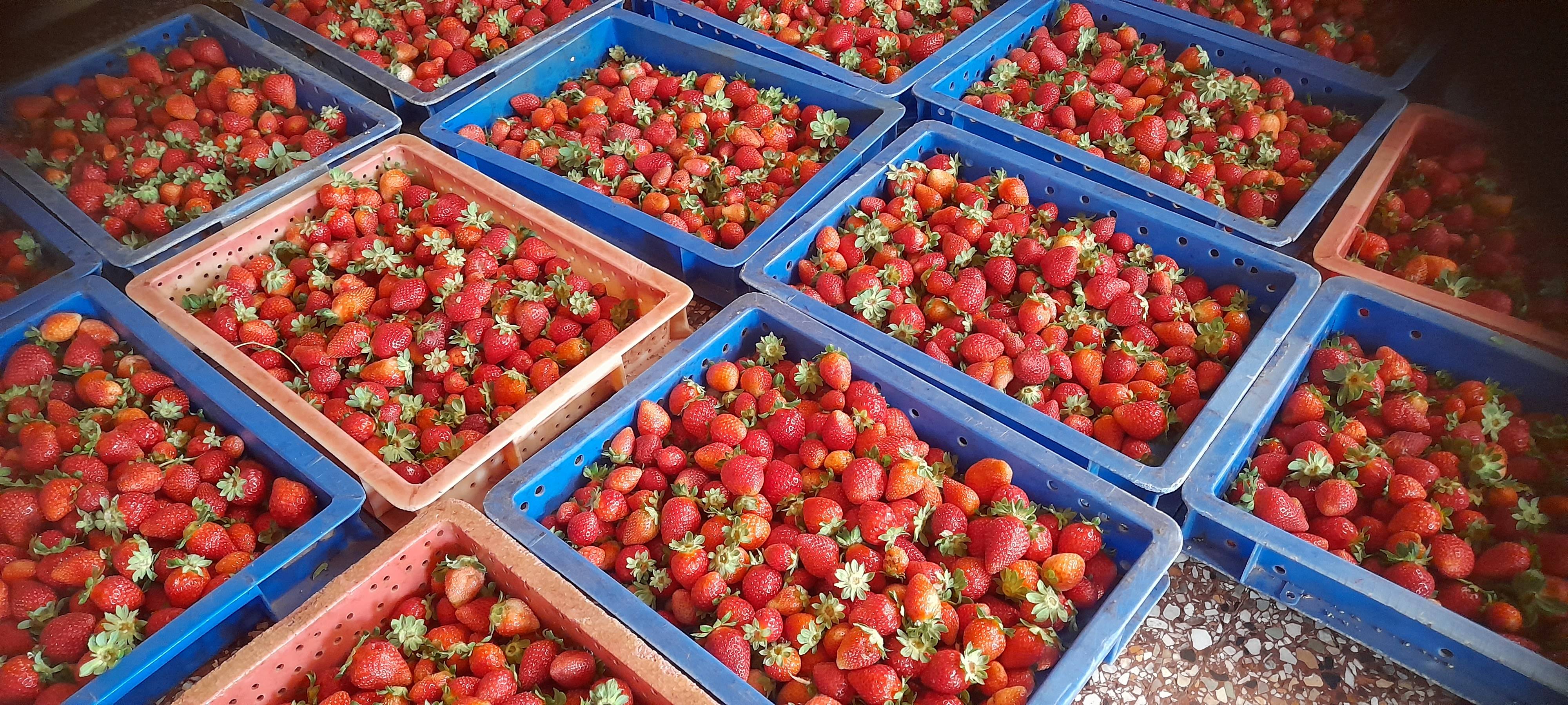 फळांचा गर Strawberry Pulp