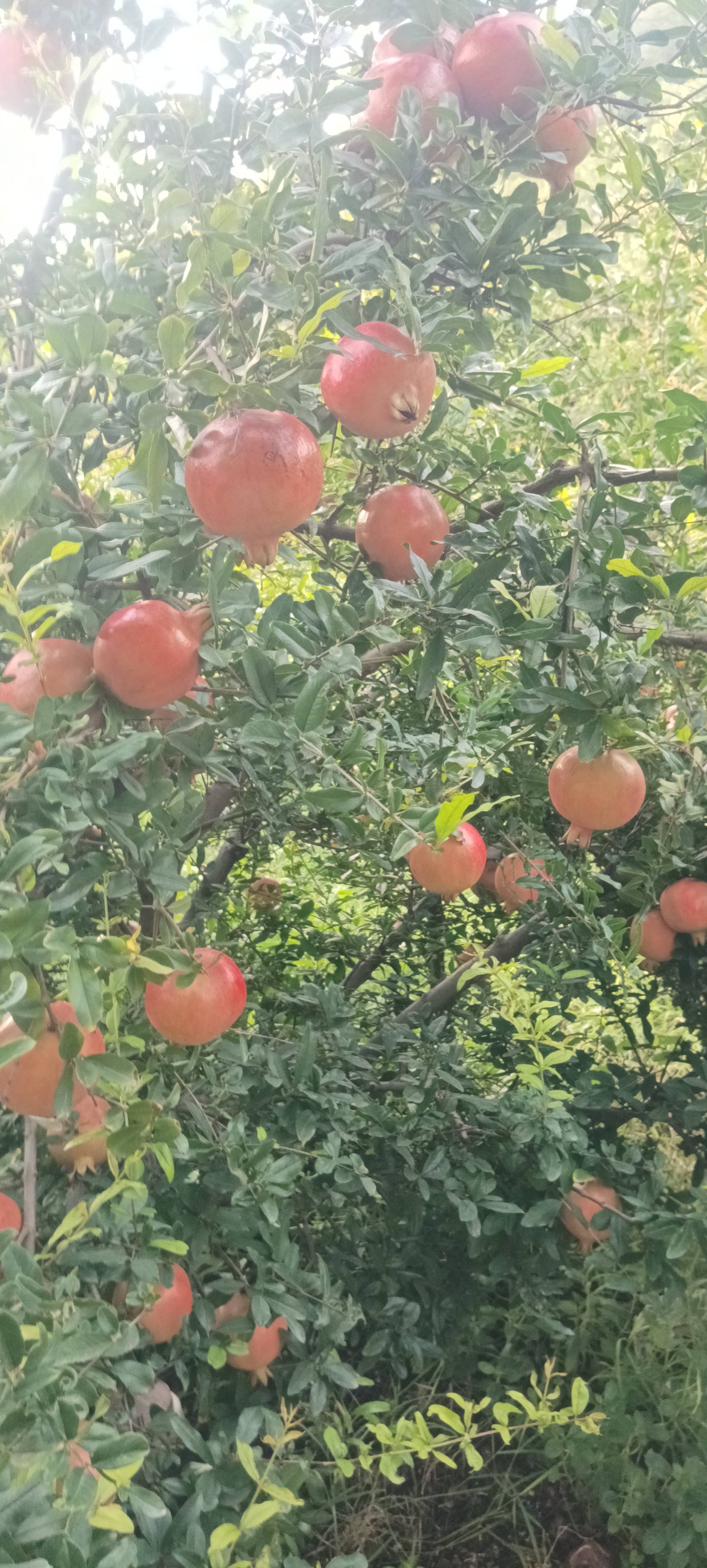 Bhagwa for sale in Beed, Maharashtra