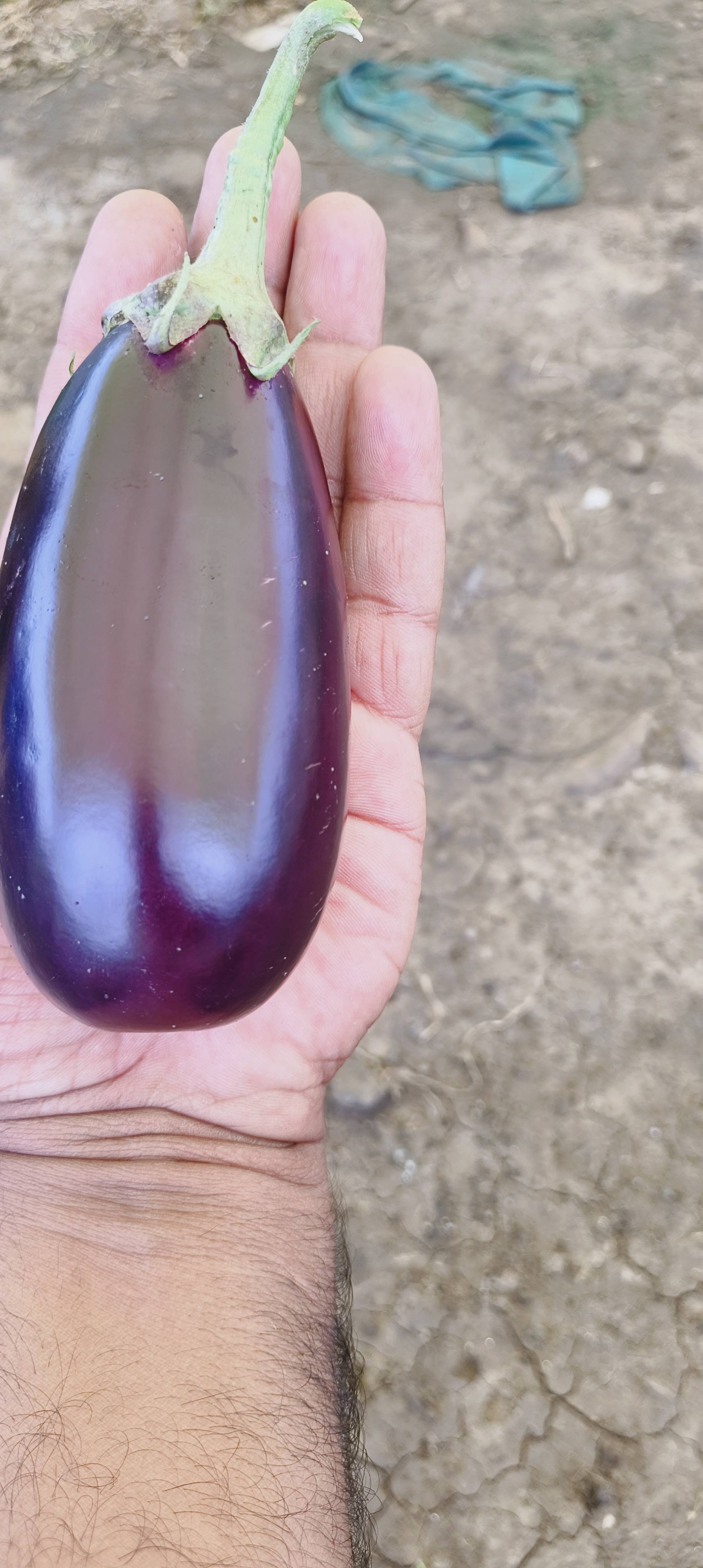 Purple Brinjal बिक्री के लिए, नरसिंहपुर, मध्य प्रदेश