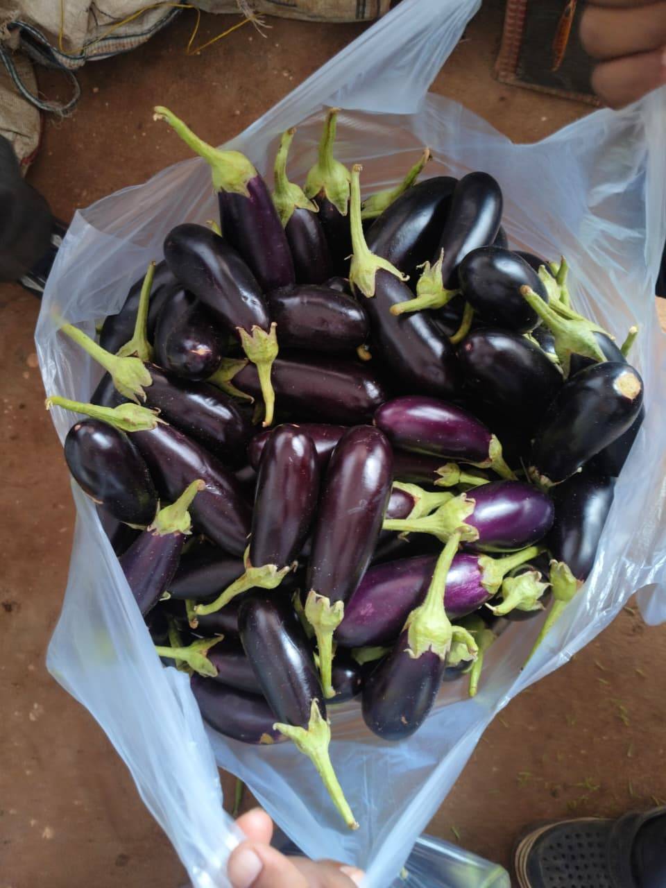 Purple Brinjal बिक्री के लिए, नरसिंहपुर, मध्य प्रदेश