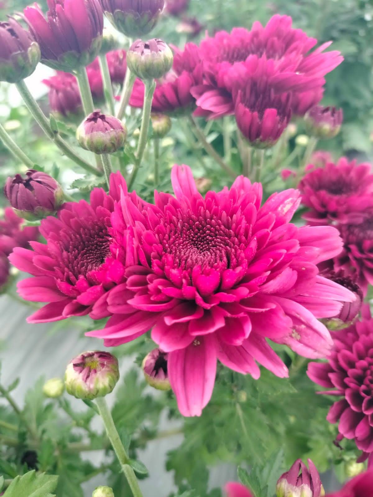Chrysanthemums Korean Chrysanthemum