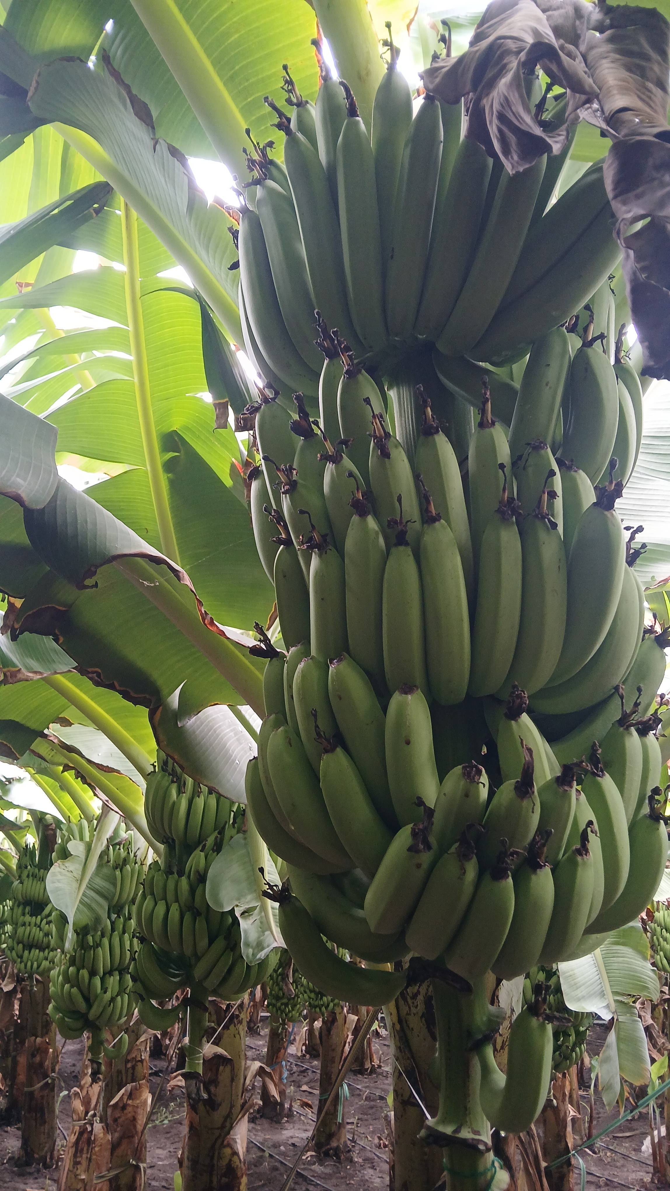 Grand Naine (G9) Banana विक्रीसाठी, सातारा, महाराष्ट्र