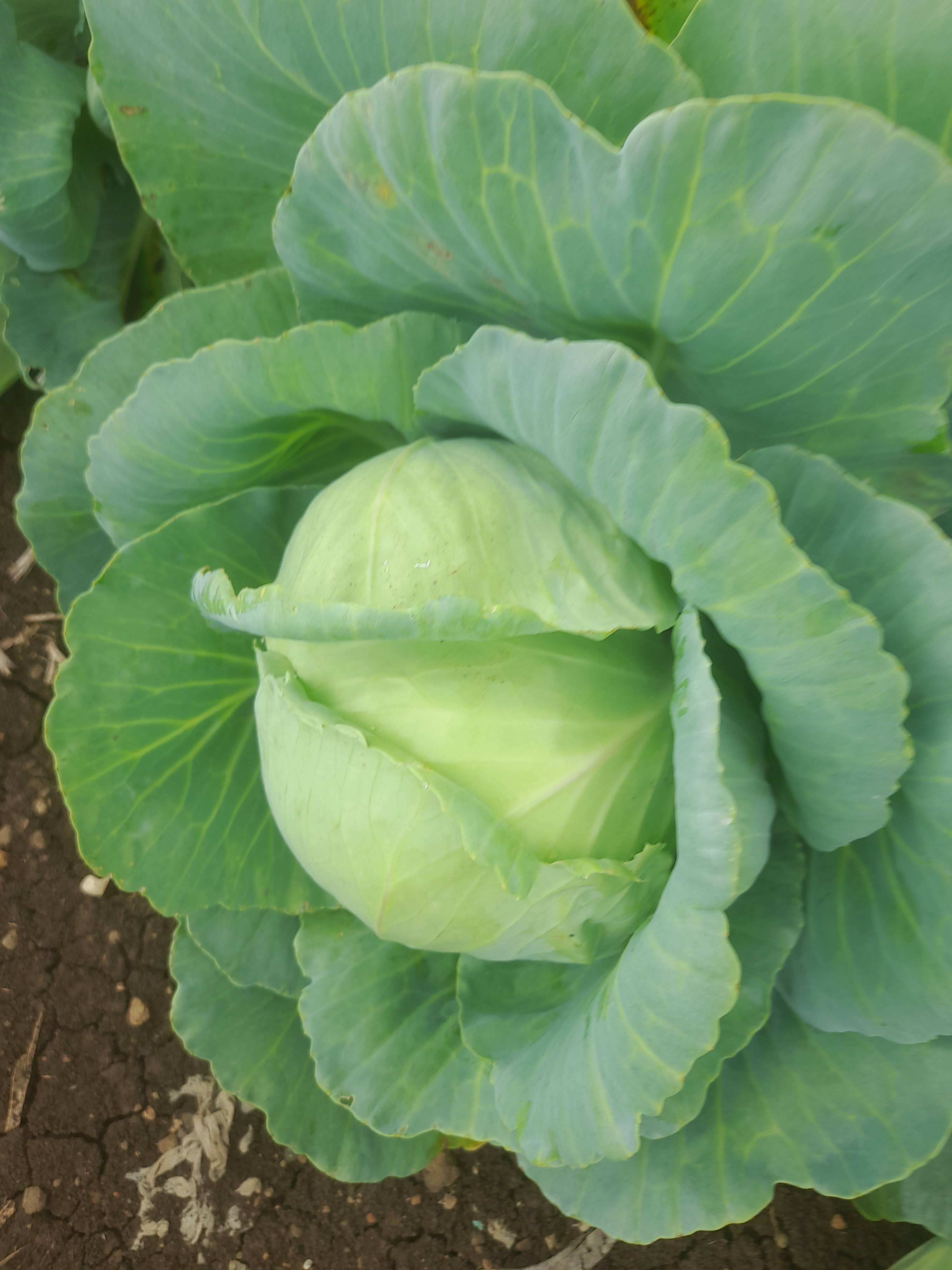 Green Cabbage विक्रीसाठी, धाराशिव, महाराष्ट्र