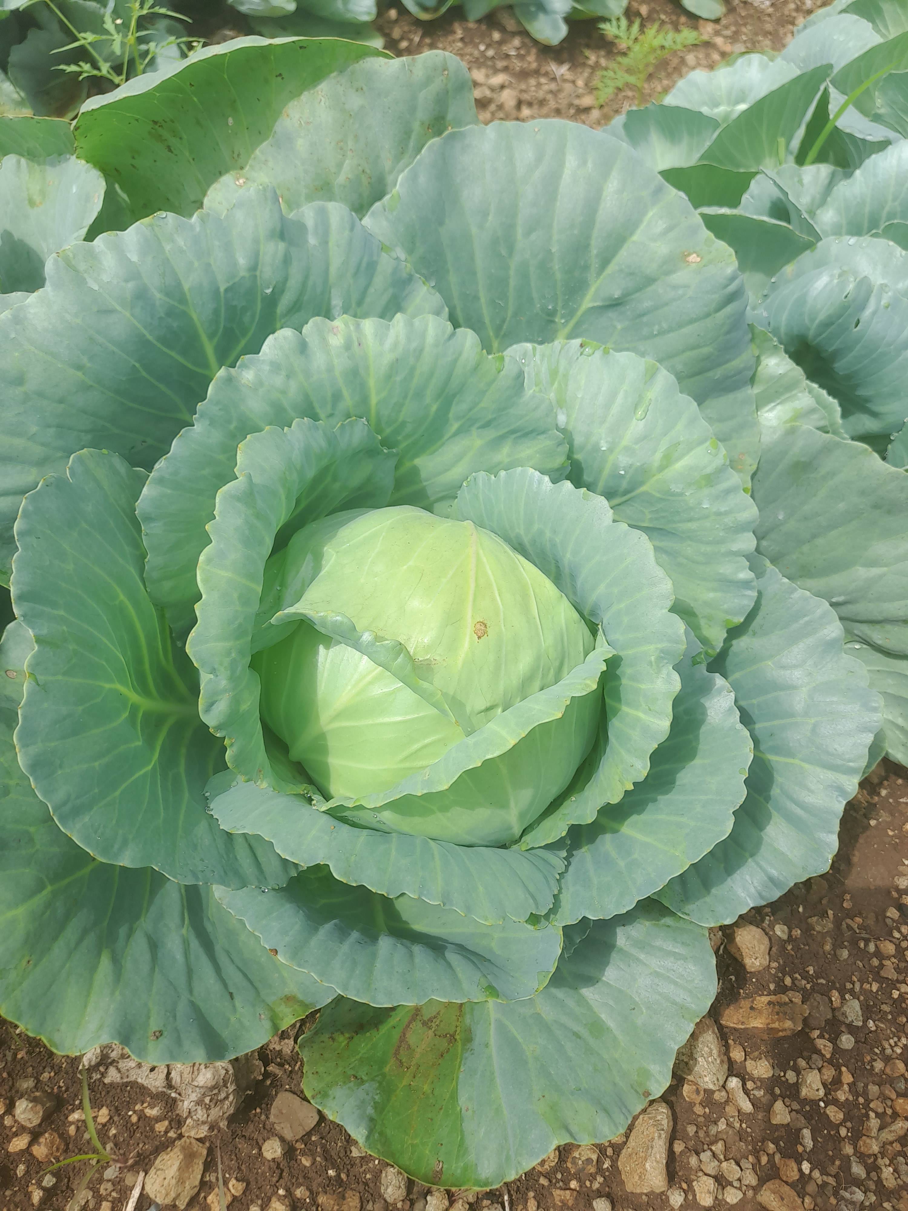 Green Cabbage विक्रीसाठी, धाराशिव, महाराष्ट्र