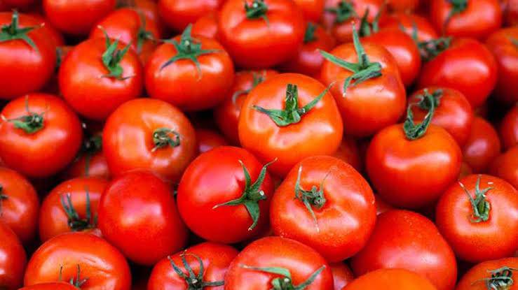 Saaho Tomato for sale in Bidar, Karnataka