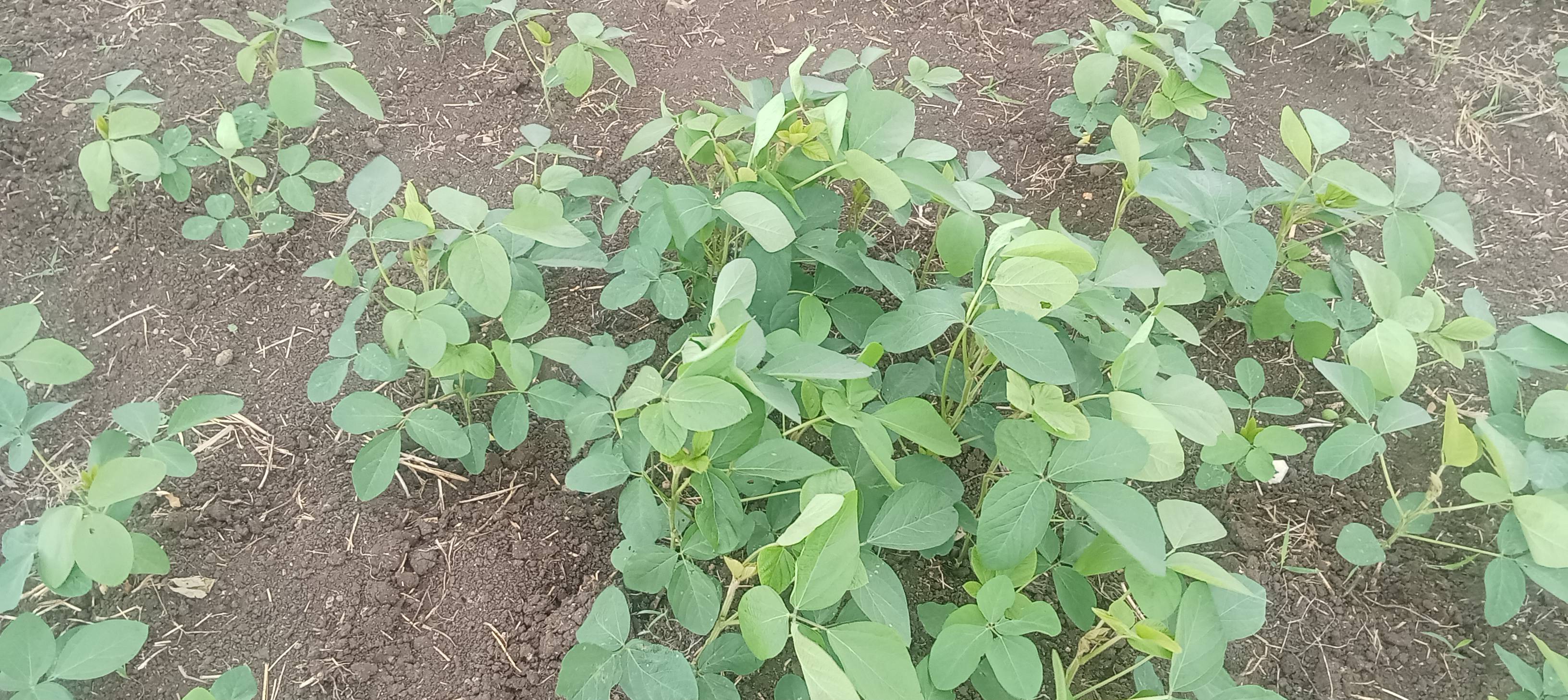 Yellow Soybean for sale in Ahilyanagar, Maharashtra