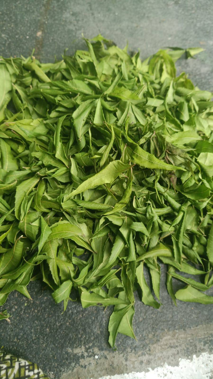 Neem Powder विक्रीसाठी, बिलासपूर, छत्तीसगड