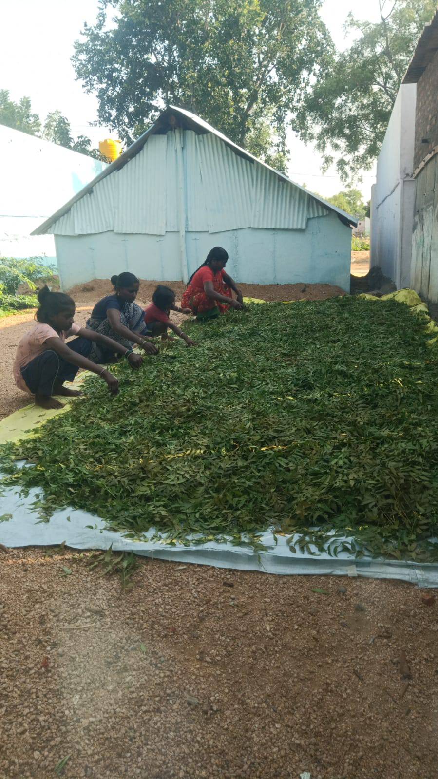 Neem Powder बिक्री के लिए, बिलासपुर, छत्तीसगढ़