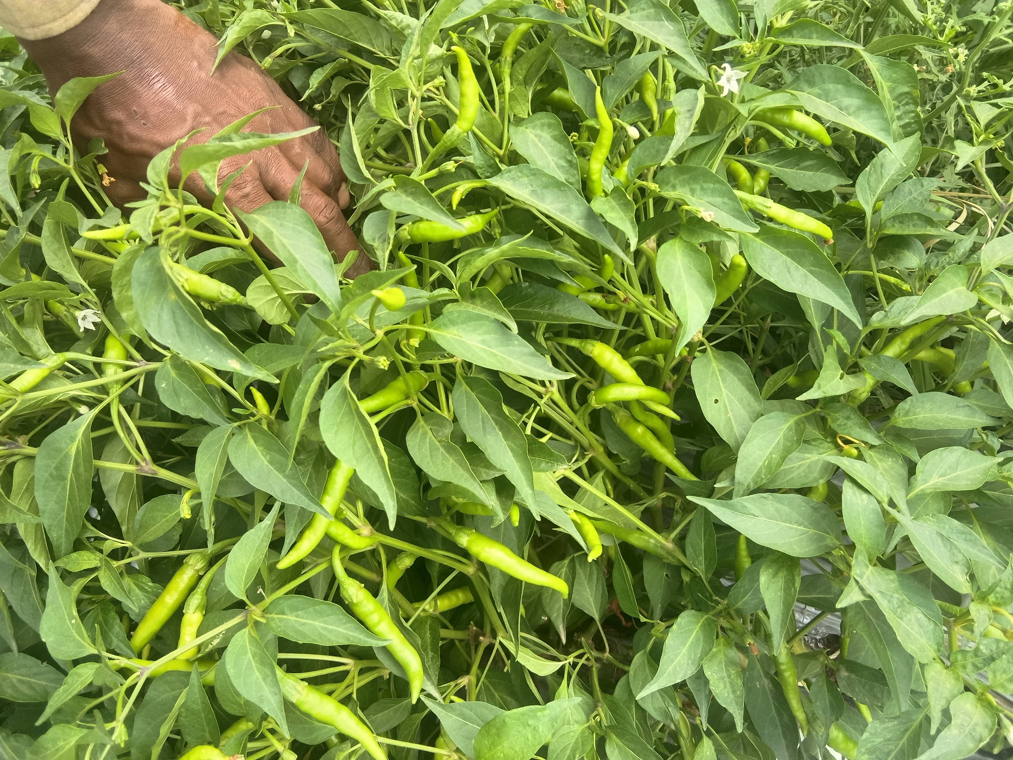 G4 Chilli बिक्री के लिए, भीलवाड़ा, राजस्थान