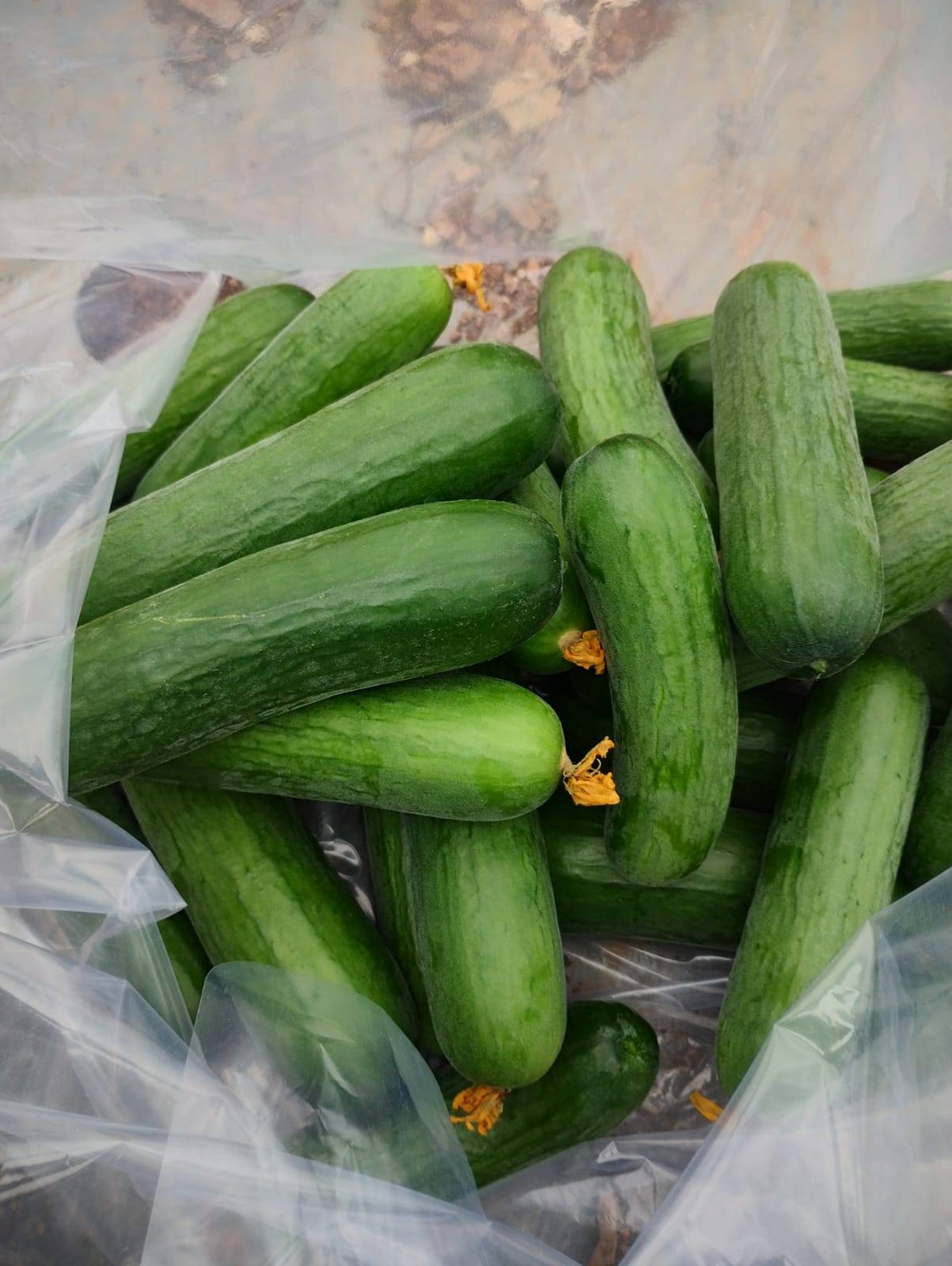 English Cucumber for sale in Dewas, Madhya Pradesh