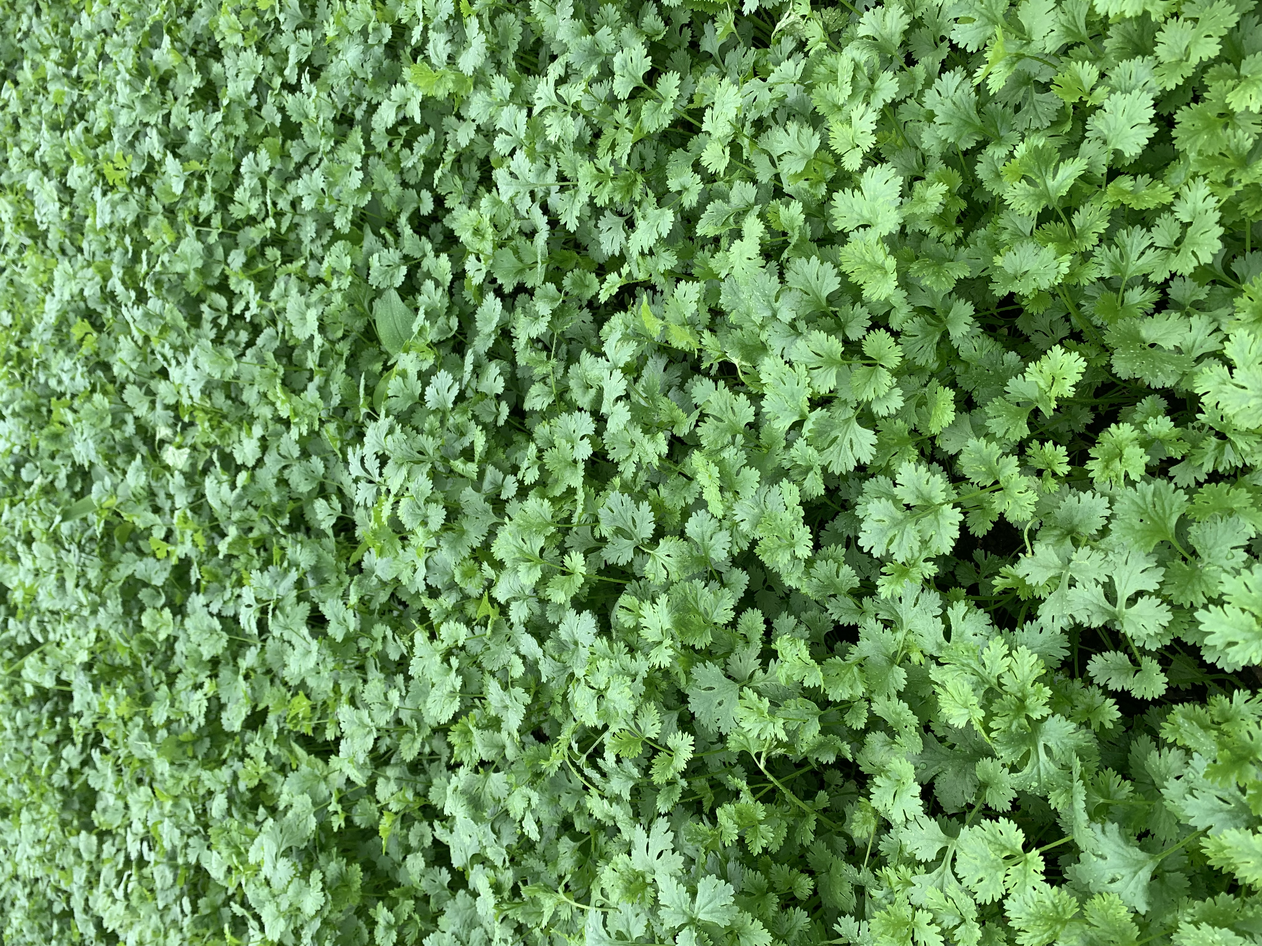 Coriander Leave for sale in Betul, Madhya Pradesh