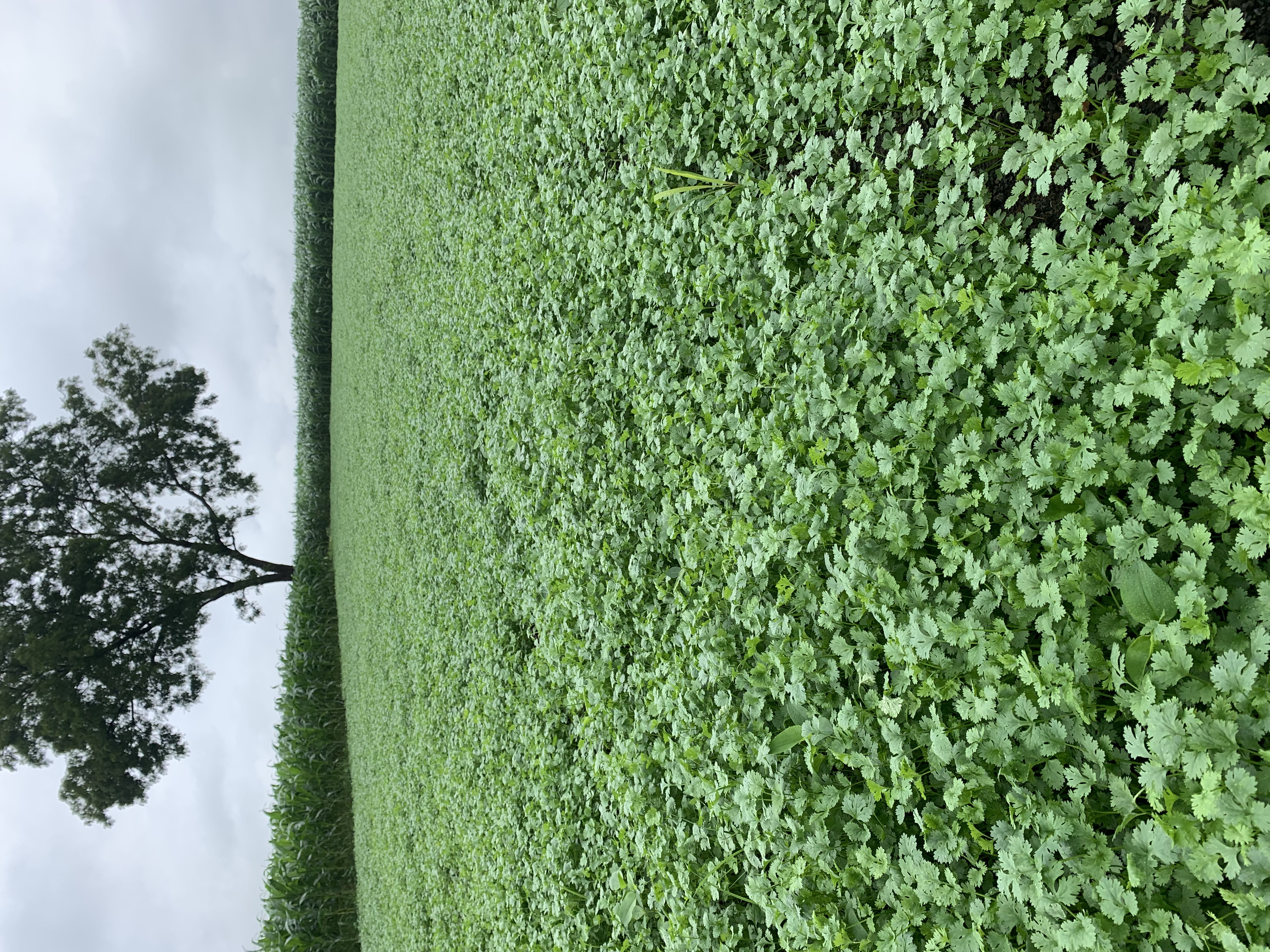 Coriander Leave for sale in Betul, Madhya Pradesh