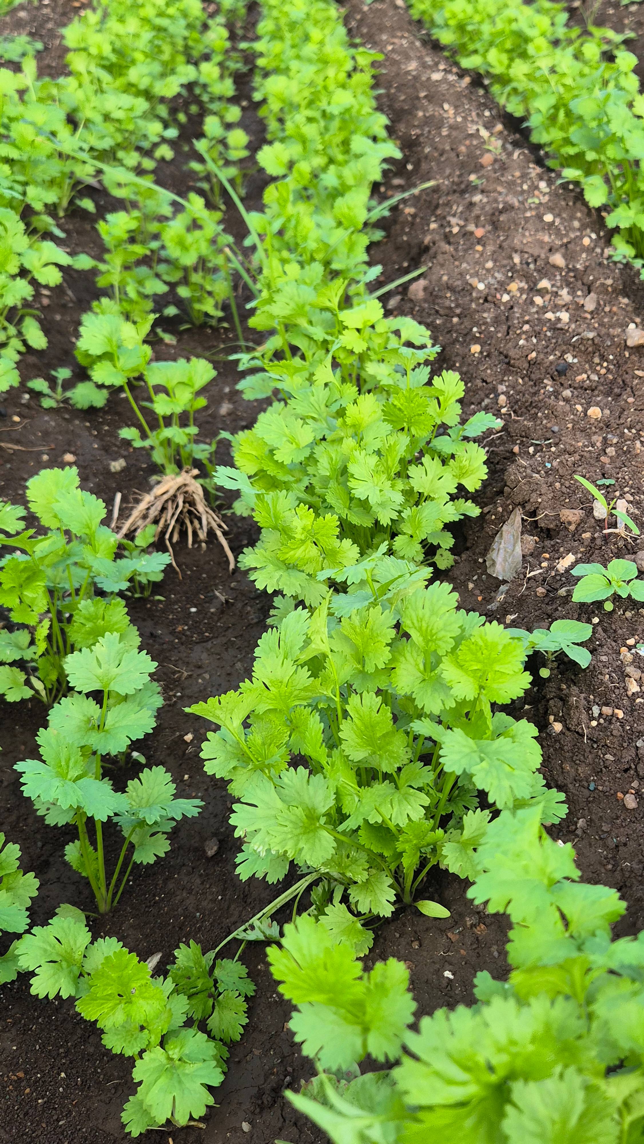 Coriander Leave for sale in Ahilyanagar, Maharashtra