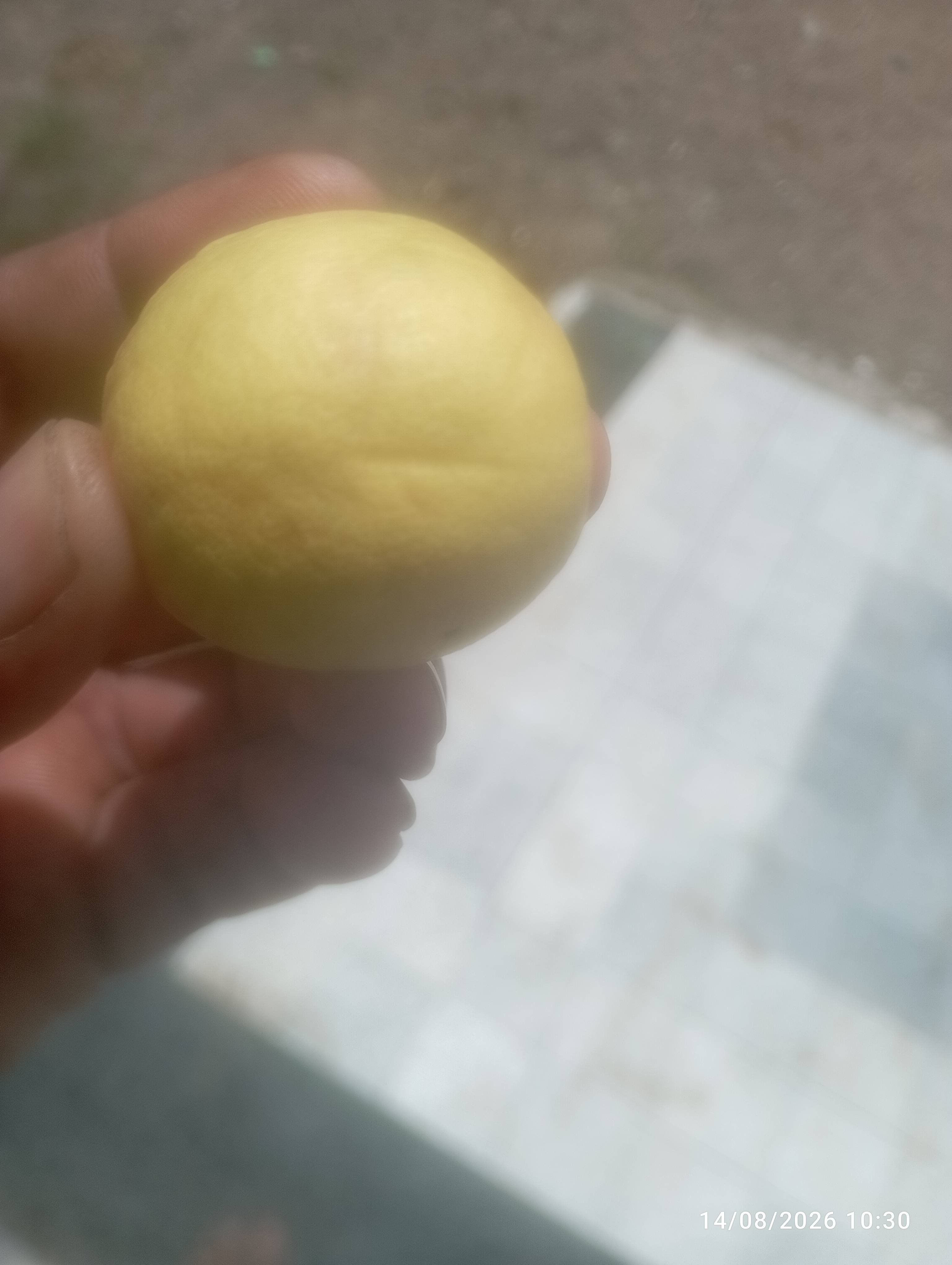 NemuTenga for sale in Ahilyanagar, Maharashtra