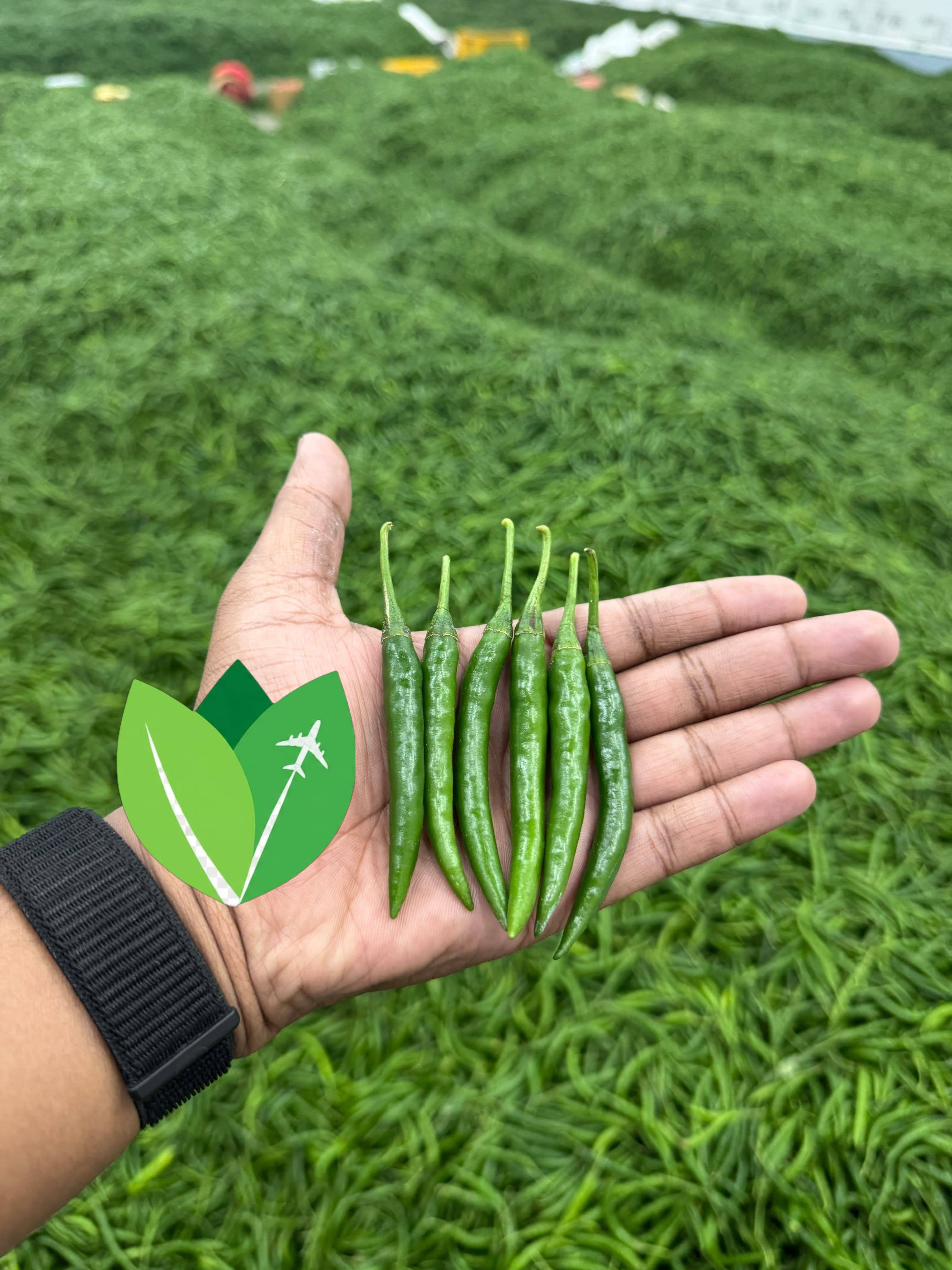 Green Chilli for sale in Mumbai, Maharashtra