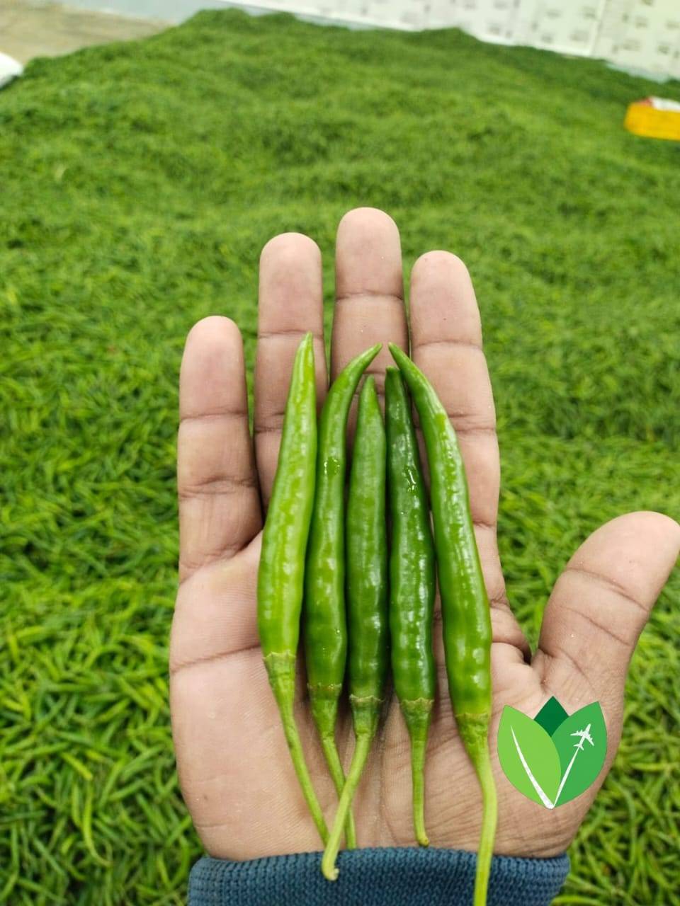 Green Chilli for sale in Mumbai, Maharashtra