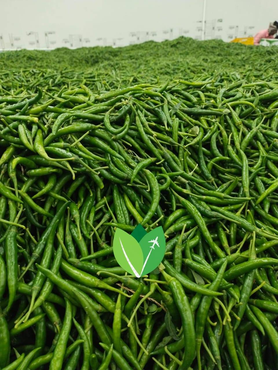 Green Chilli for sale in Mumbai, Maharashtra