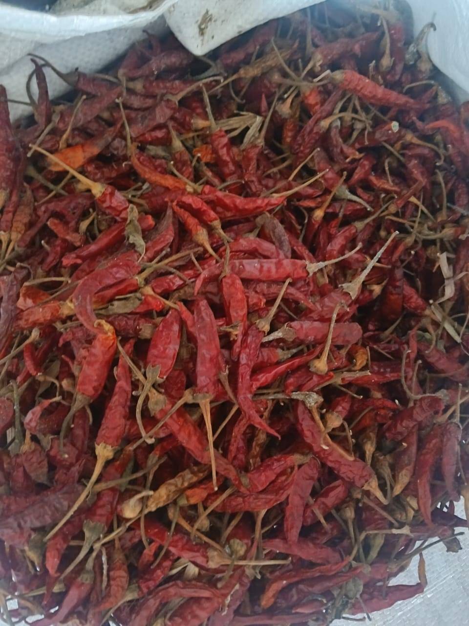 Dry Red Chilli बिक्री के लिए, छत्रपति संभाजीनगर, महाराष्ट्र