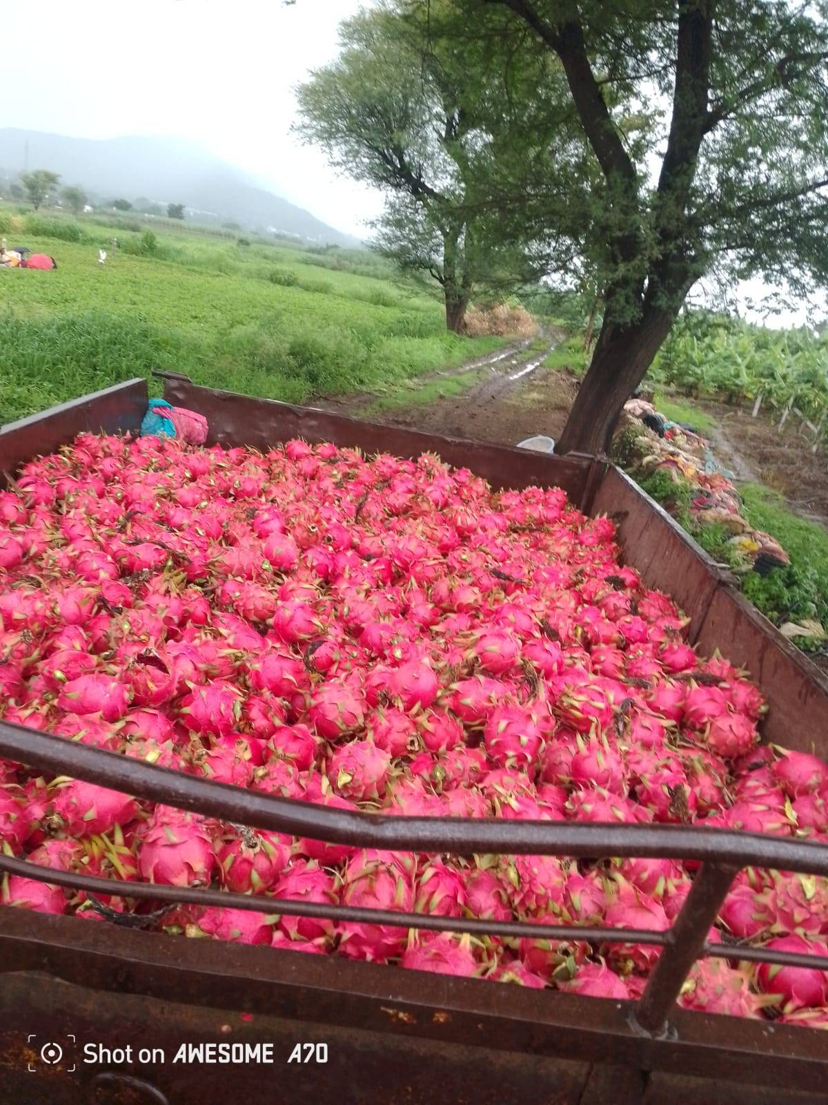 Red Dragon Fruit बिक्री के लिए, सातारा, महाराष्ट्र