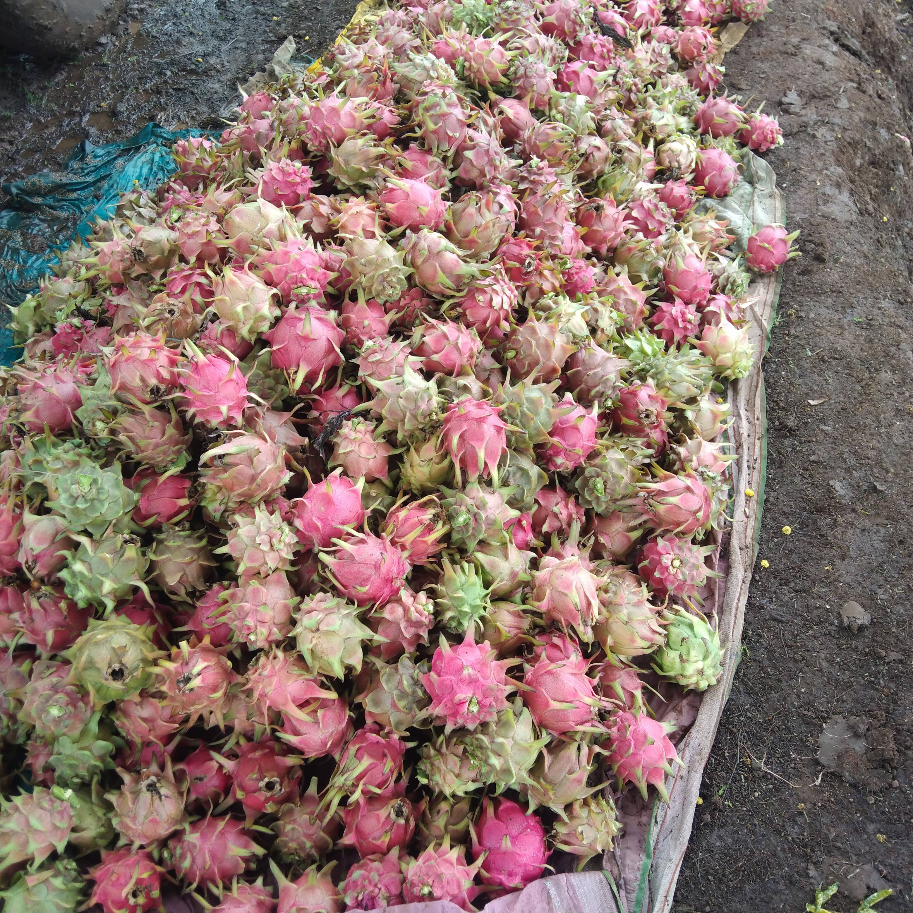 Red Dragon Fruit बिक्री के लिए, सातारा, महाराष्ट्र
