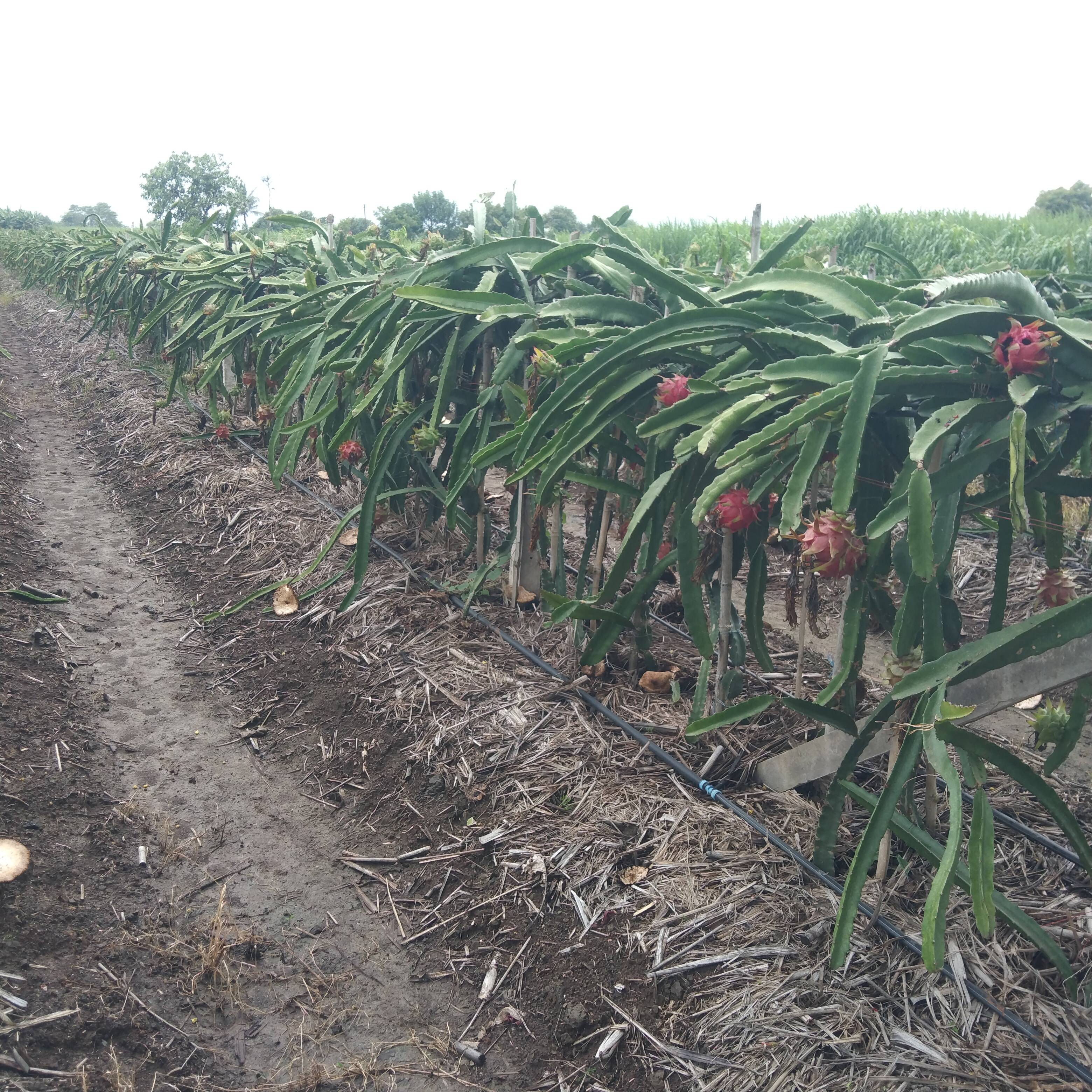 Red Dragon Fruit बिक्री के लिए, सातारा, महाराष्ट्र