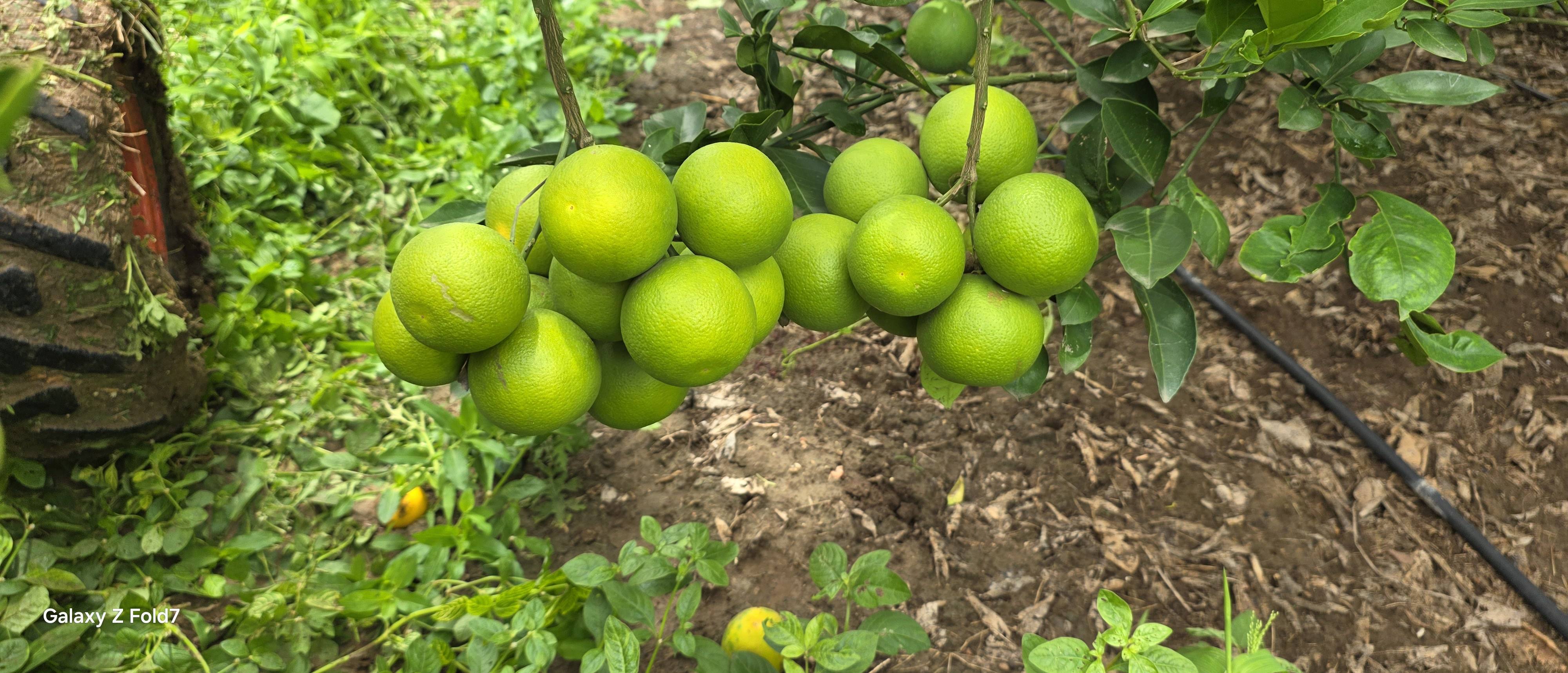 Golden Mousambi बिक्री के लिए, बीड, महाराष्ट्र