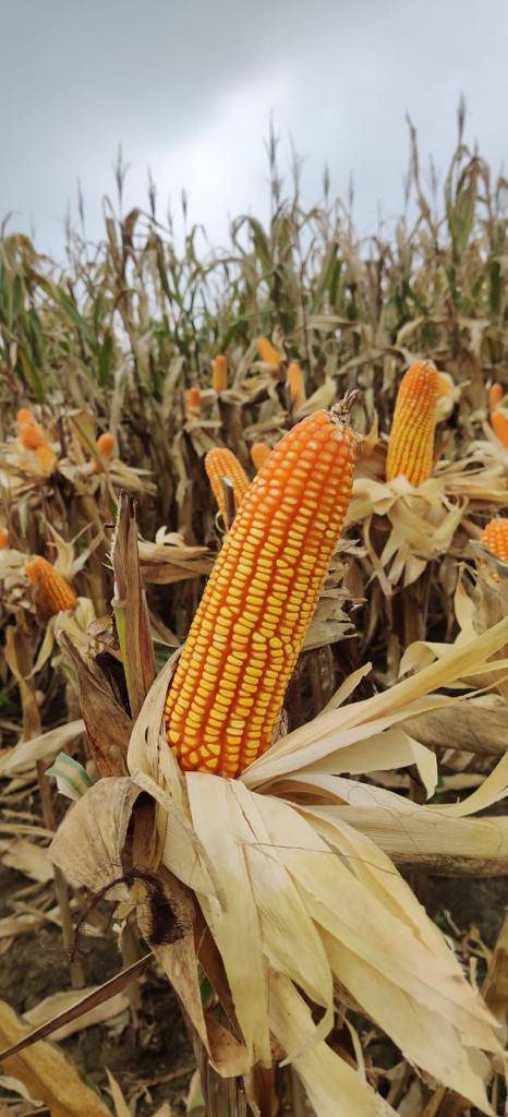 Dent Corn विक्रीसाठी, गुना, मध्य प्रदेश