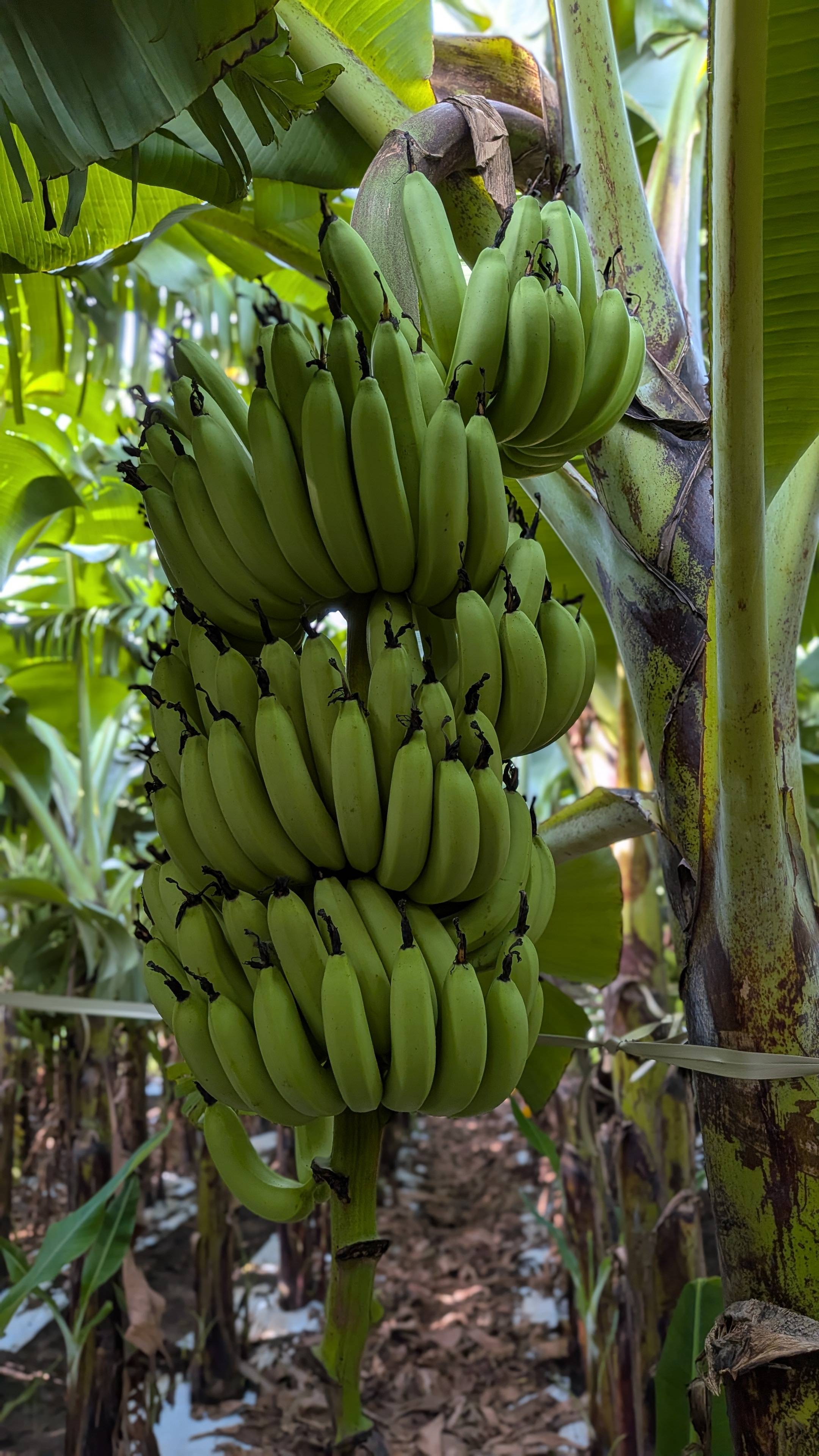 Grand Naine (G9) Banana बिक्री के लिए, जालना, महाराष्ट्र
